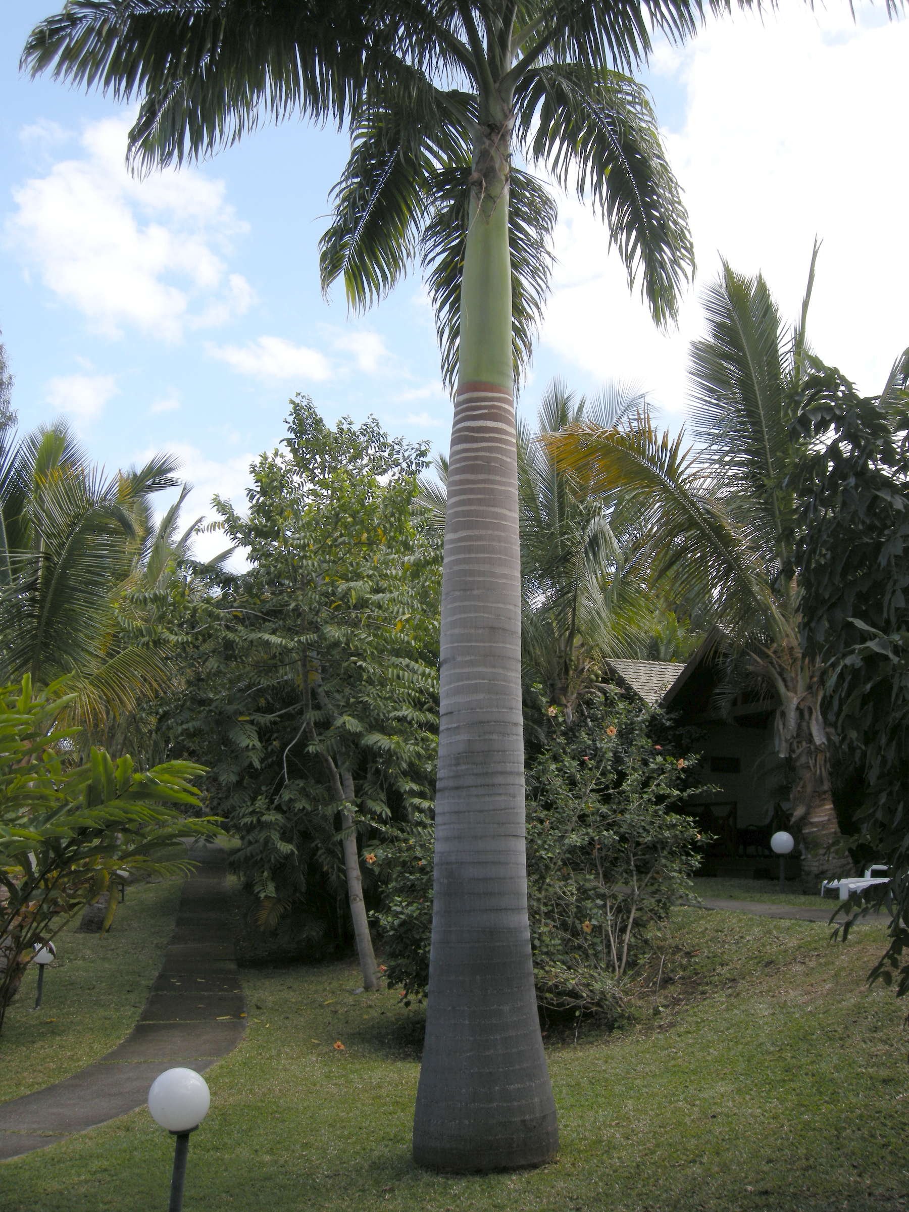 roystonea_oleracea1md