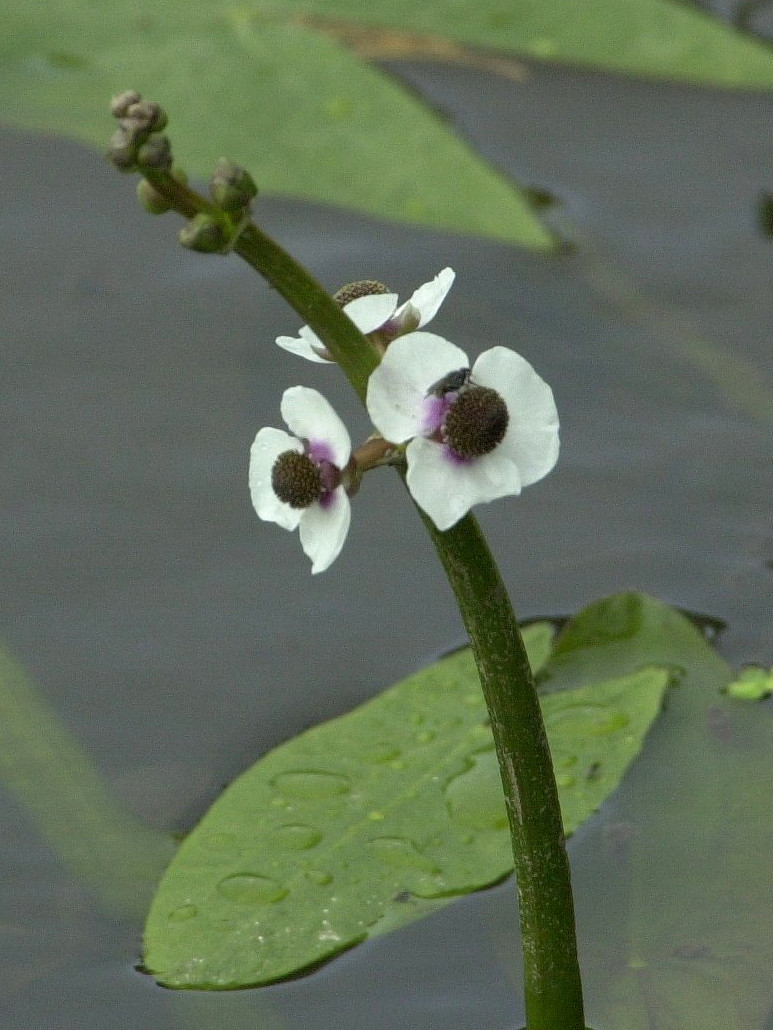 Sagitta_sagittifolia