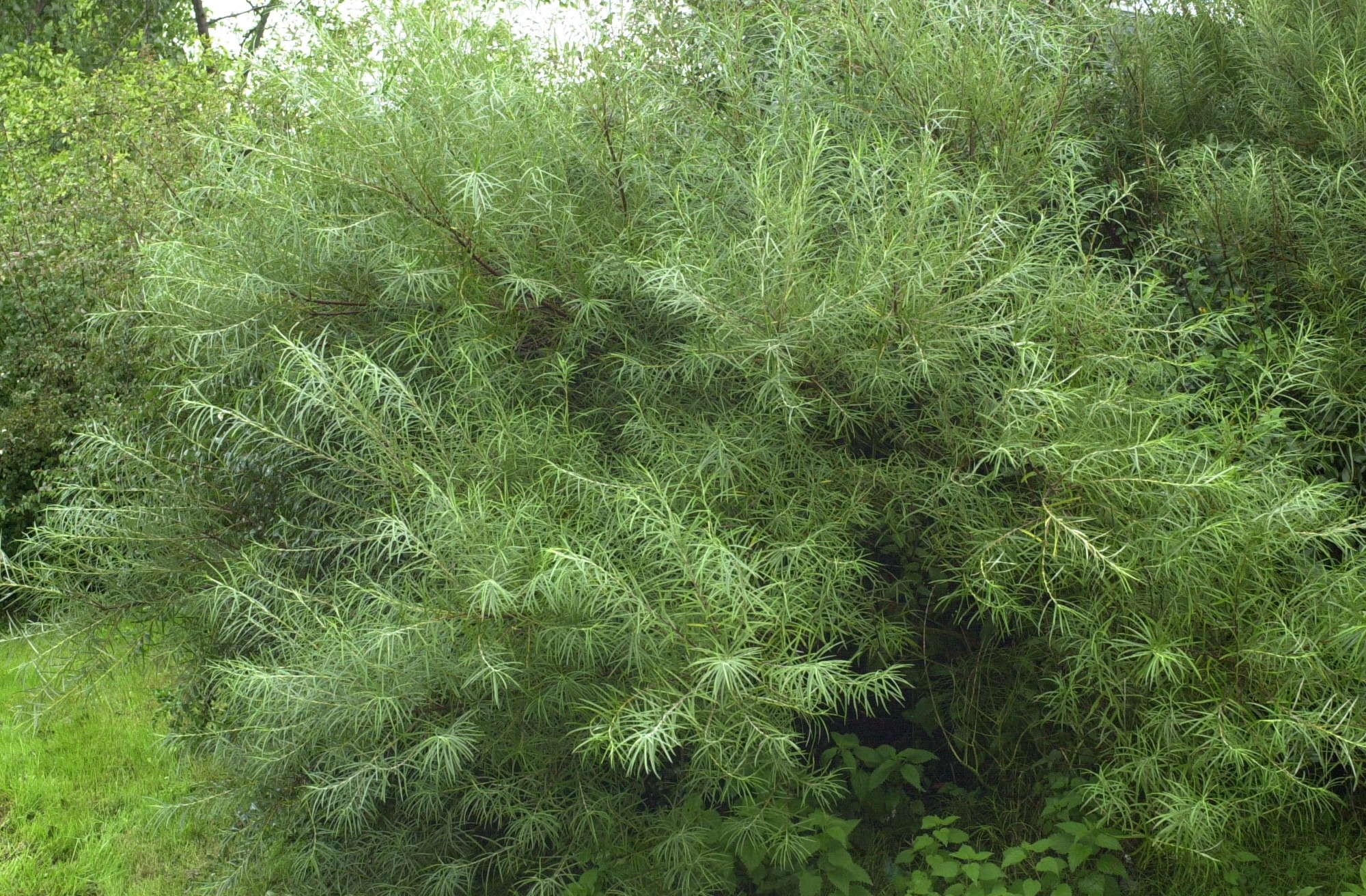 Afficher le média salix_eleagnos1md salix_eleagnos1md