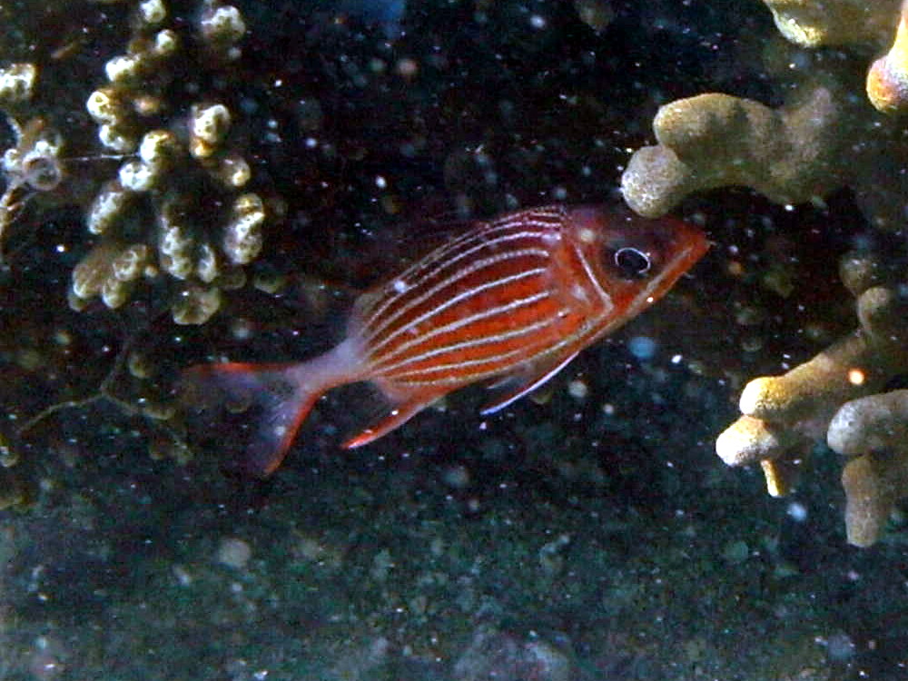 sargocentron_diadema1bd