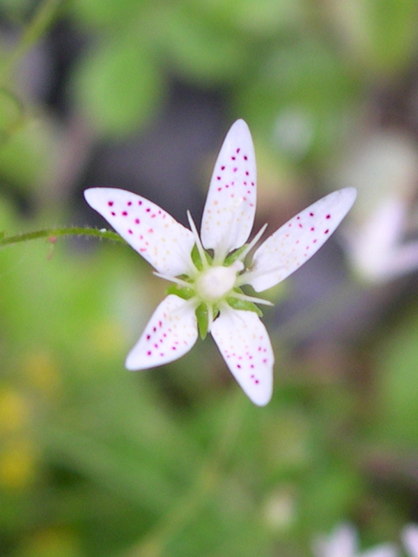 saxifraga_rotundifolia2md
