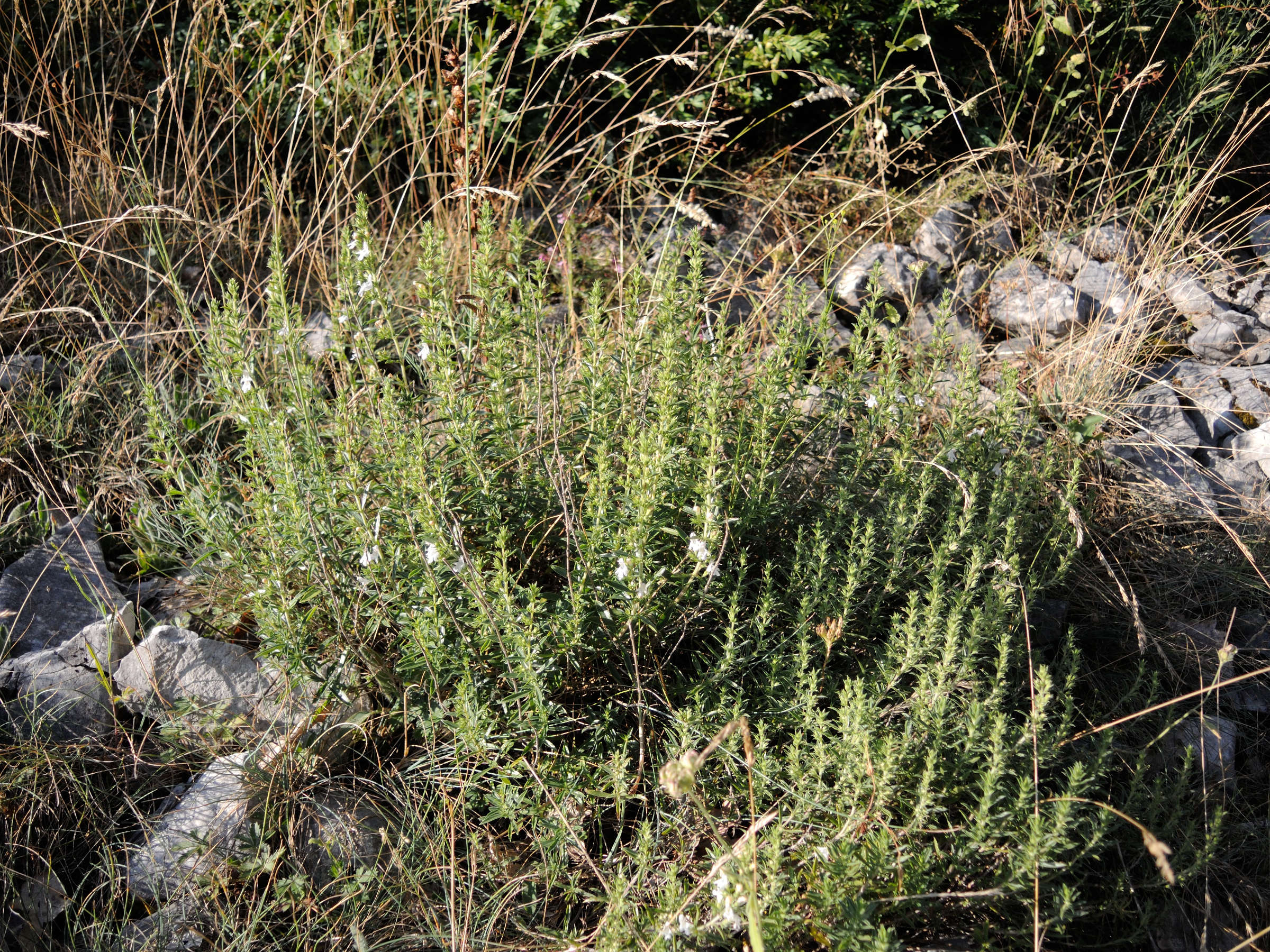 sideritis_hyssopifolia4md