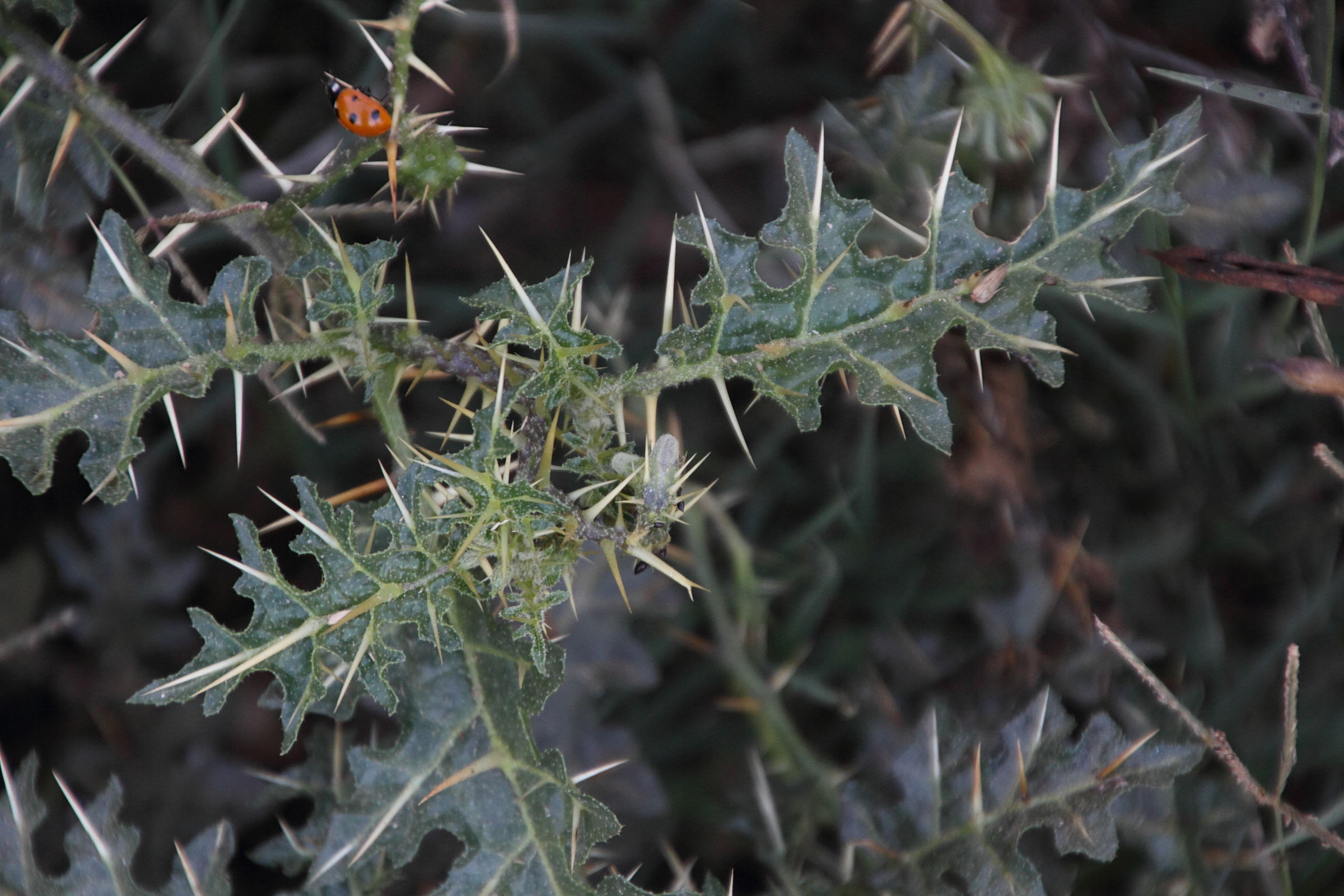Afficher le média solanum_virginianum2md solanum_virginianum2md