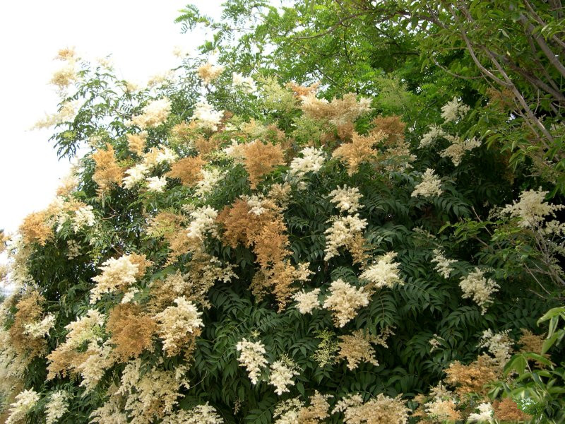 sorbaria_kirilowi1md