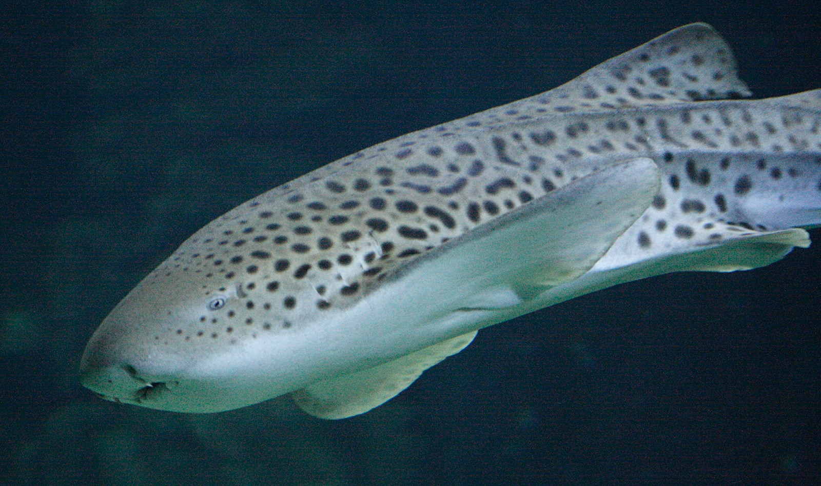 Afficher le média stegostoma_fasciatum4md stegostoma_fasciatum4md