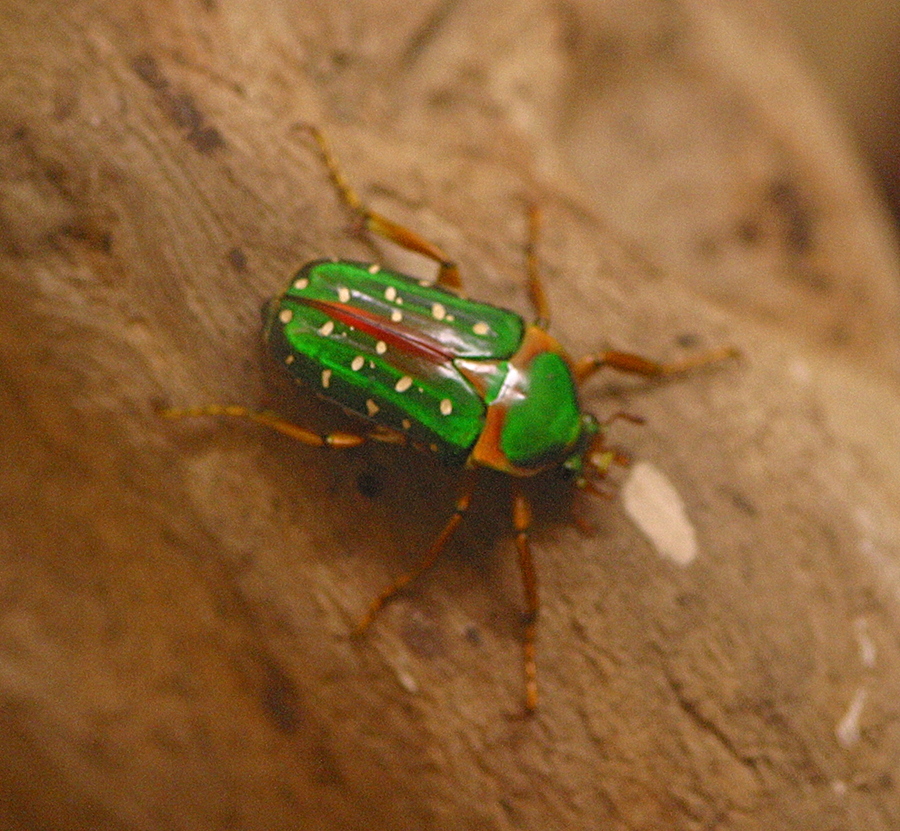 stephanorrhina_guttata