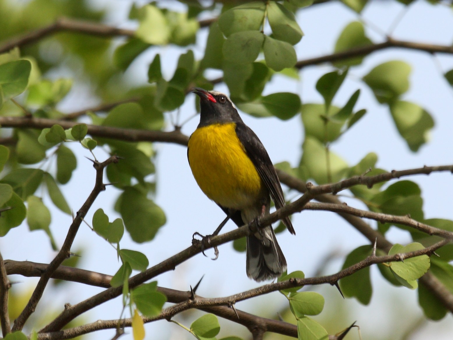 sucrier_a_ventre_jaune_-_coereba_flaveola3sd