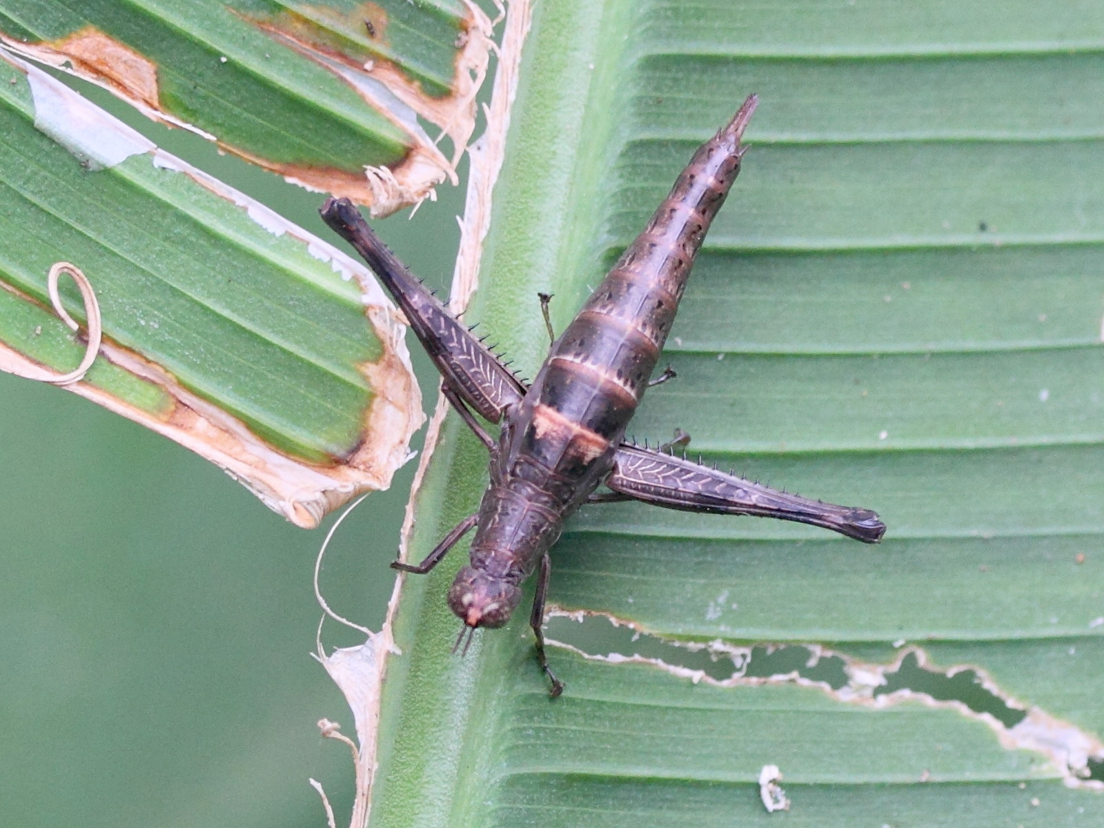 Afficher le média symbellia_mayotteana1md symbellia_mayotteana1md