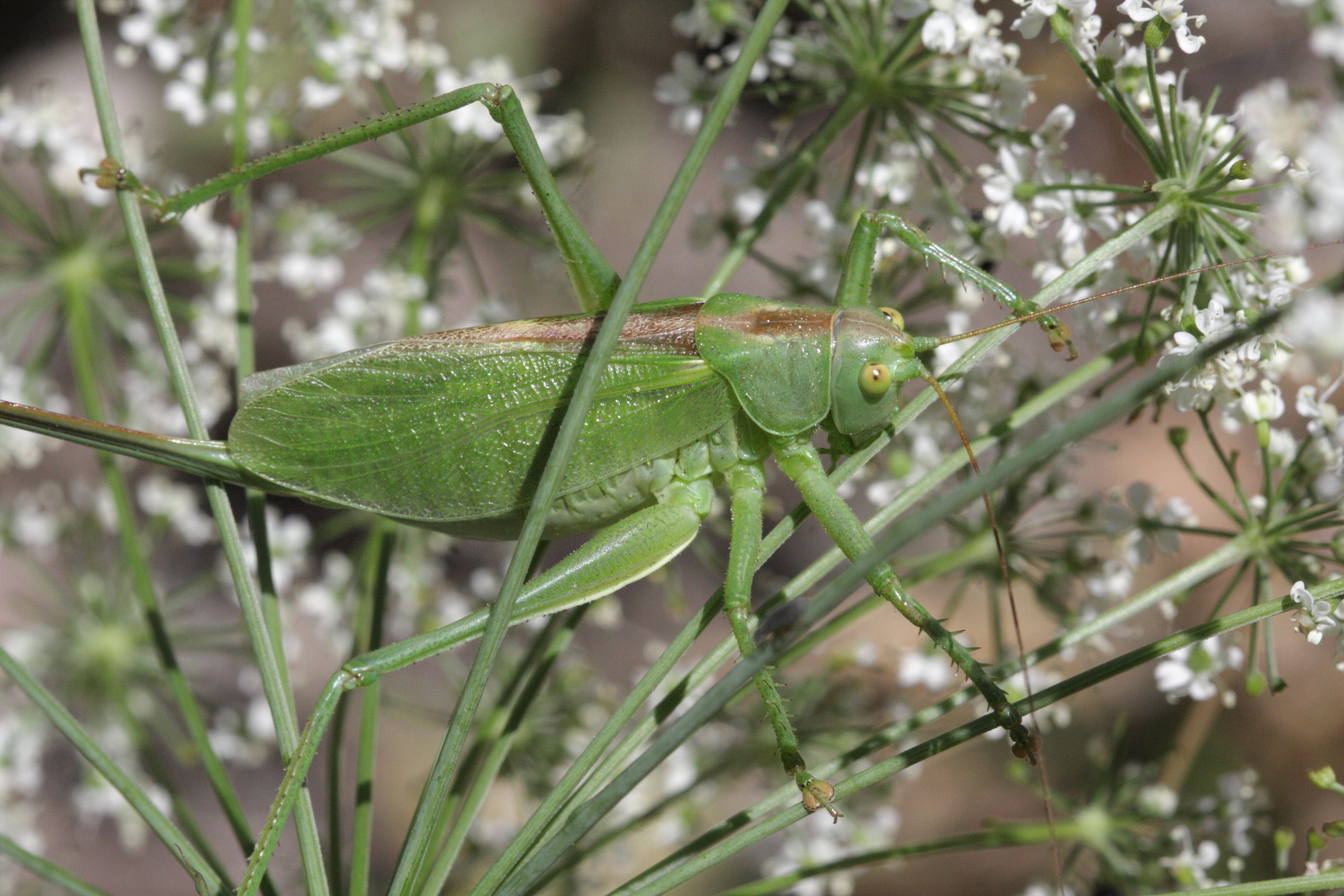 tettigonia_viridissima6bd