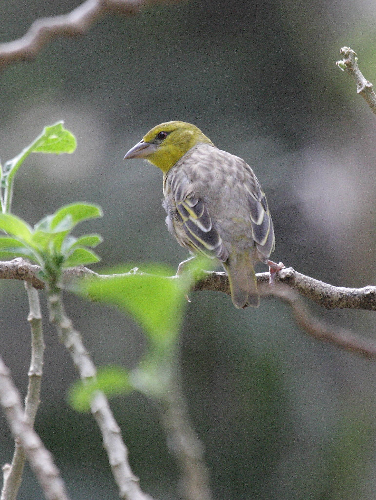tisserin_gendarme_-_ploceus_cucullatus_spilonotus7bd