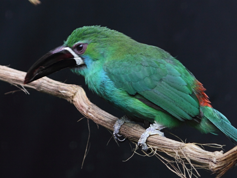 Afficher le média toucanet_a_croupion_rouge_-_aulacorhynchus_haematopygus1abd toucanet_a_croupion_rouge_-_aulacorhynchus_haematopygus1abd