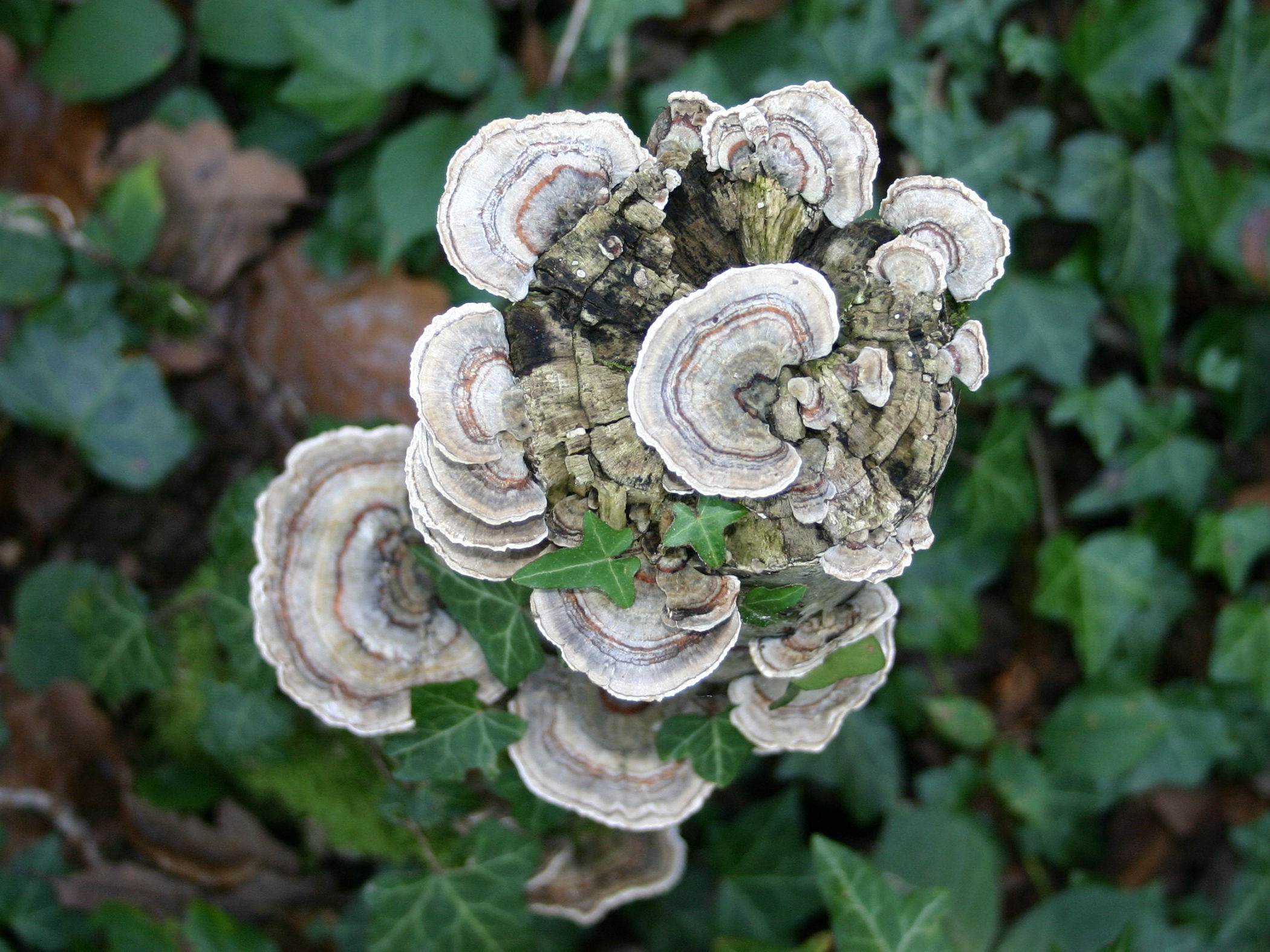 Afficher le média trametes_versicolor1sd trametes_versicolor1sd