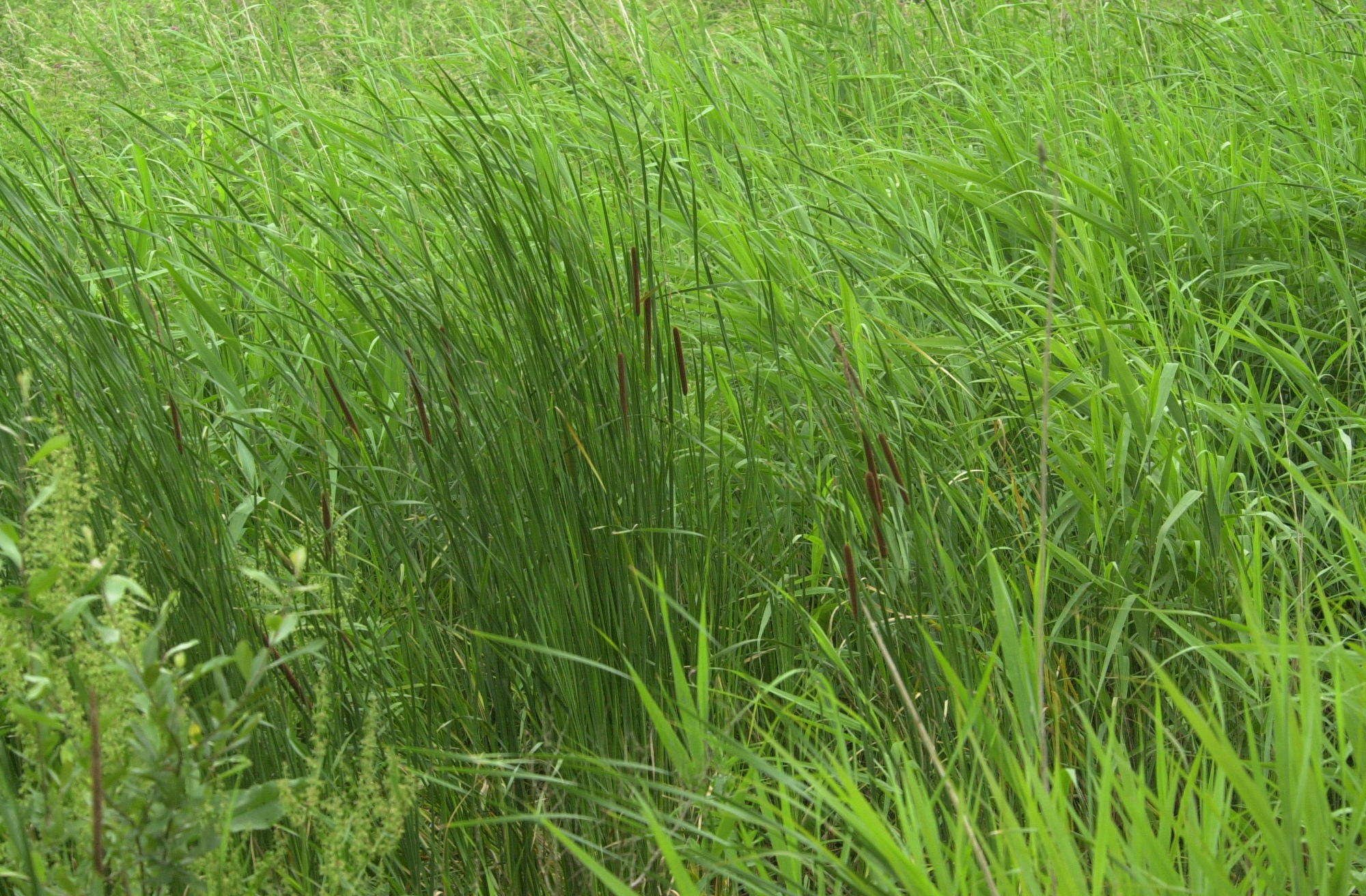 Afficher le média typha_angustifolia1md typha_angustifolia1md
