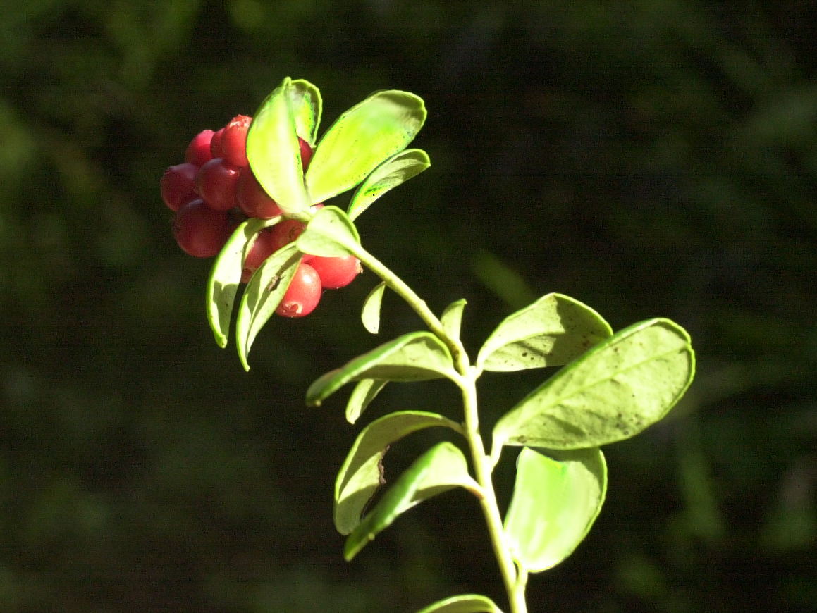 vaccinium_vitis-idaea3md