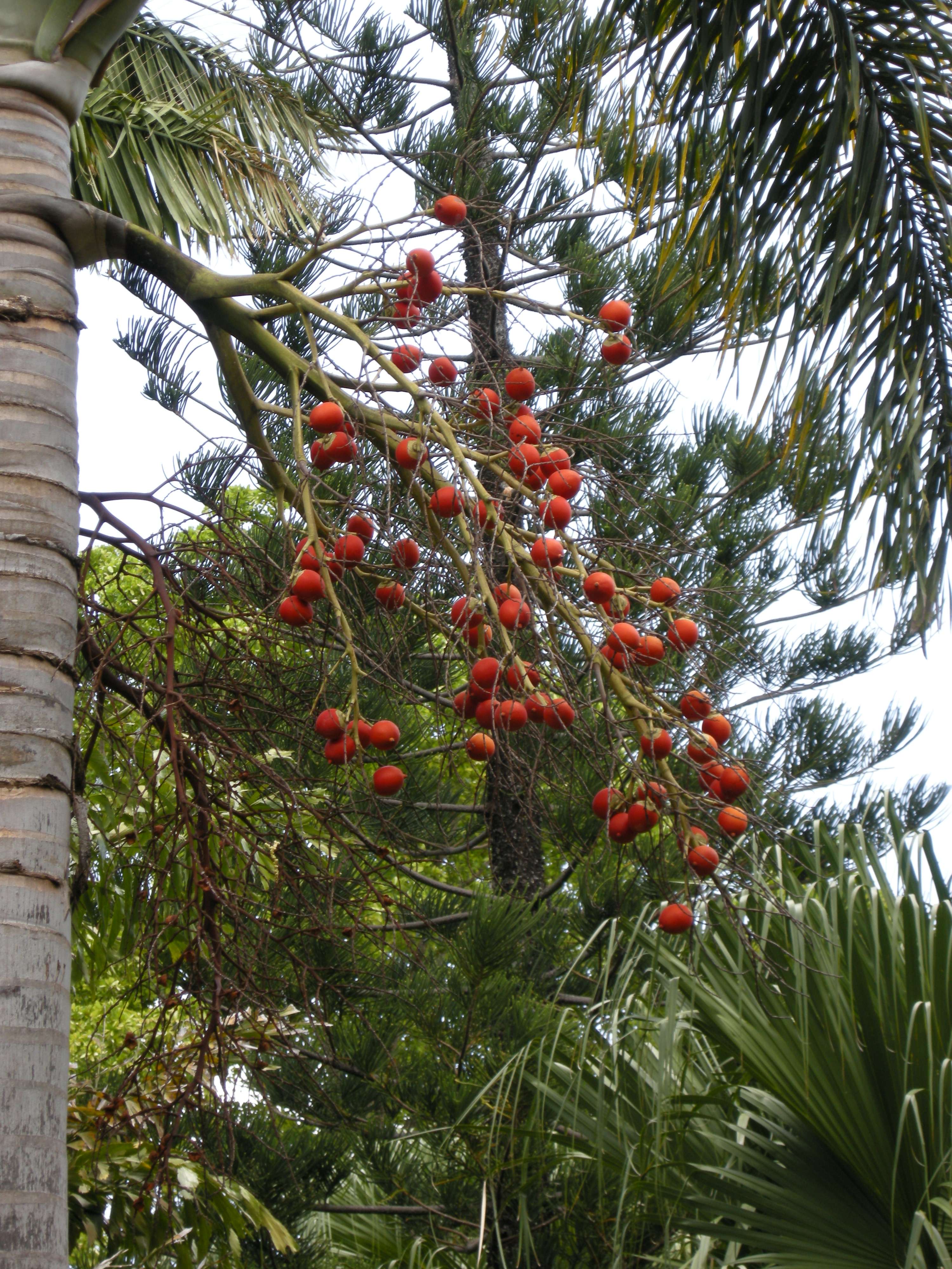 wodyetia_bifurcata3md