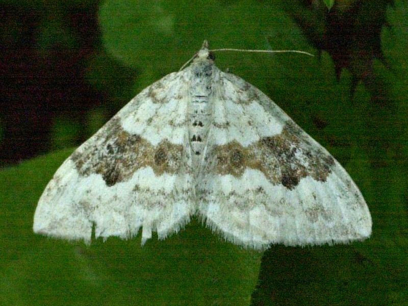 xanthorhoe_montanata3md