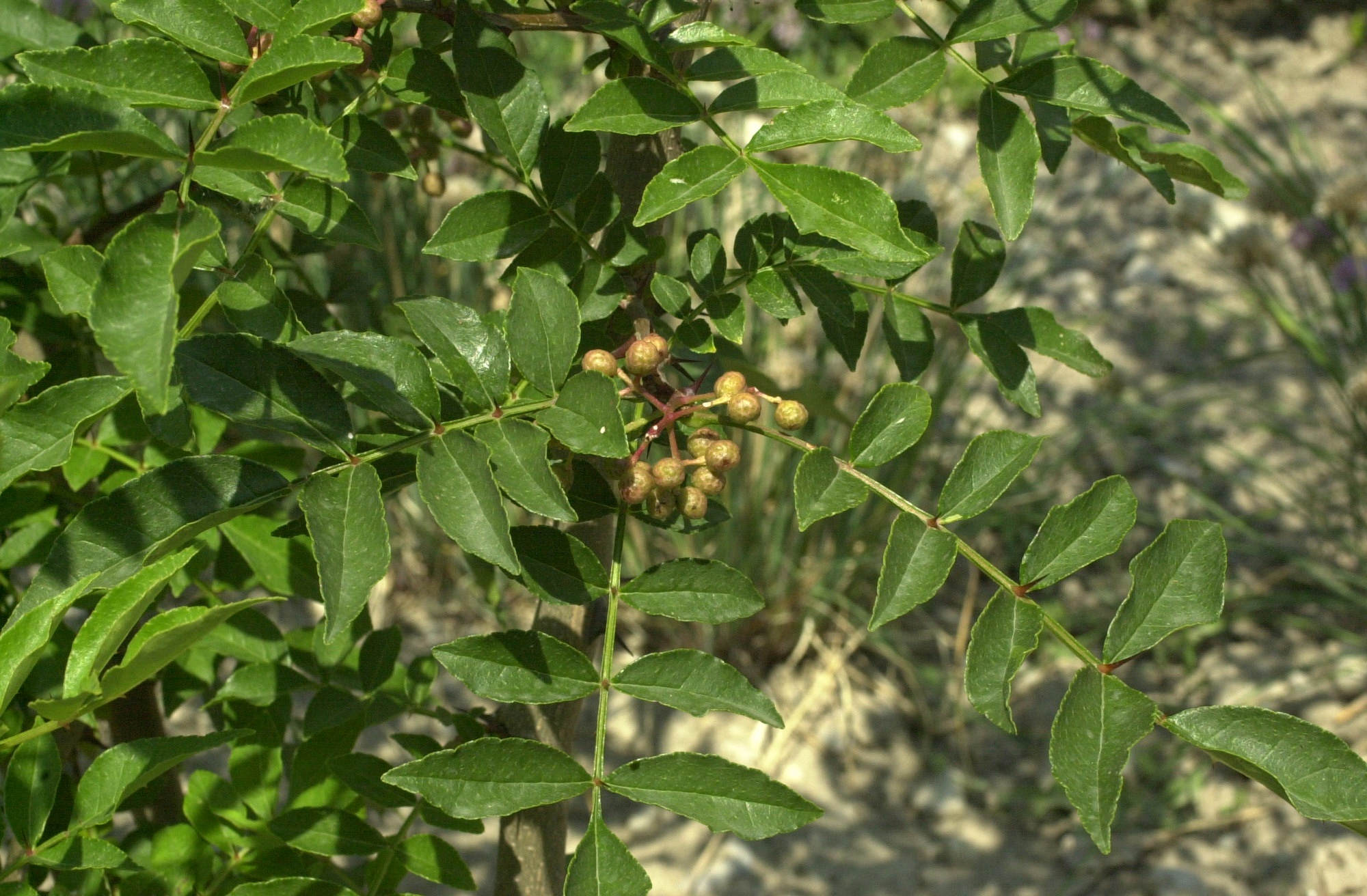 Afficher le média zanthoxylum_piperitum2md zanthoxylum_piperitum2md