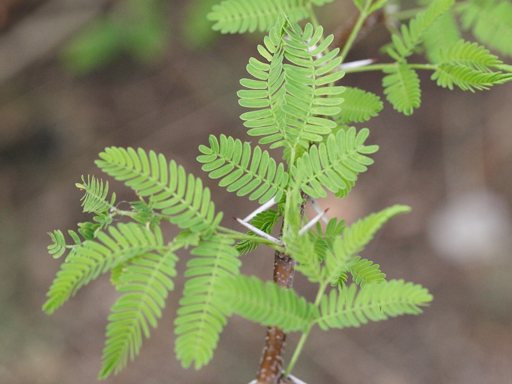Afficher le média acacia_farnesiana2md acacia_farnesiana2md