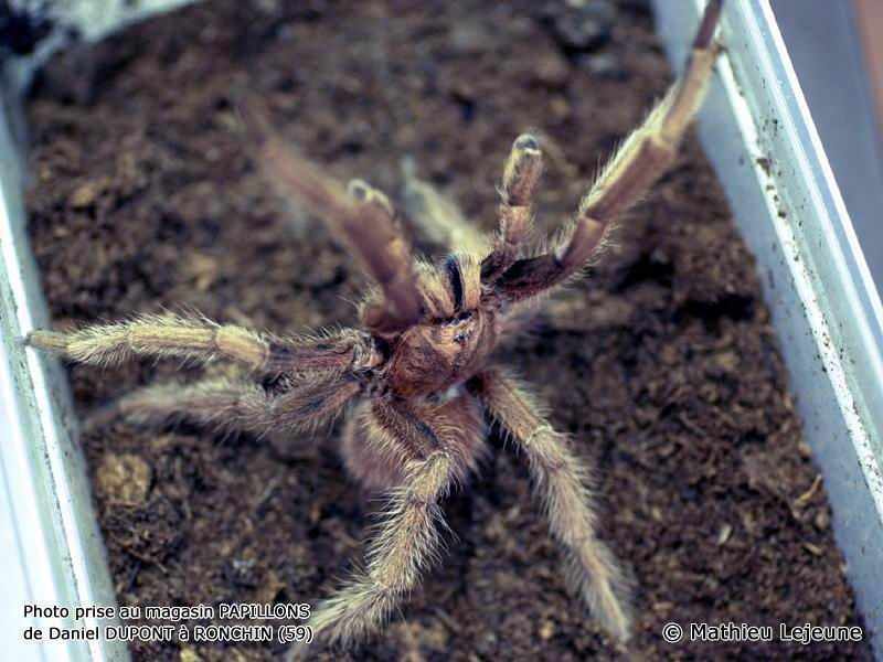 acanthoscurria_antillensis1ml