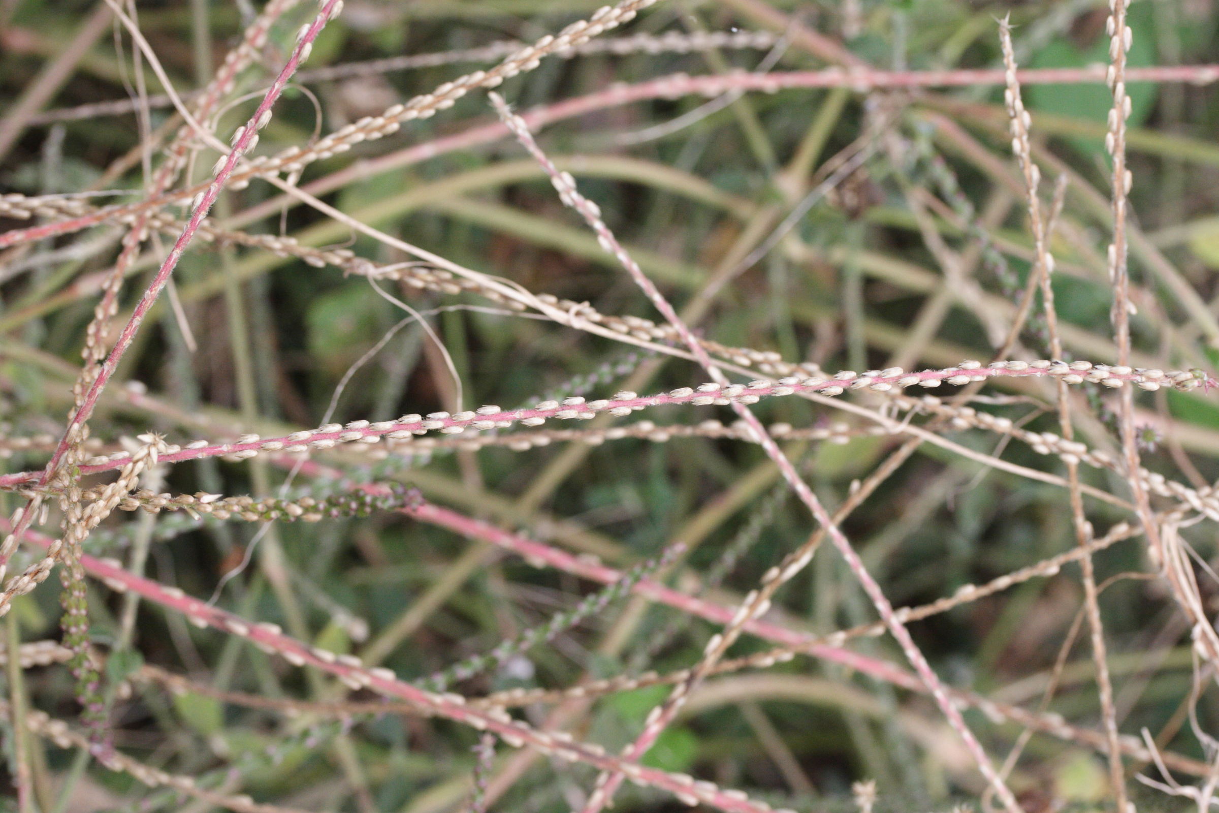 achyranthes_aspera1md