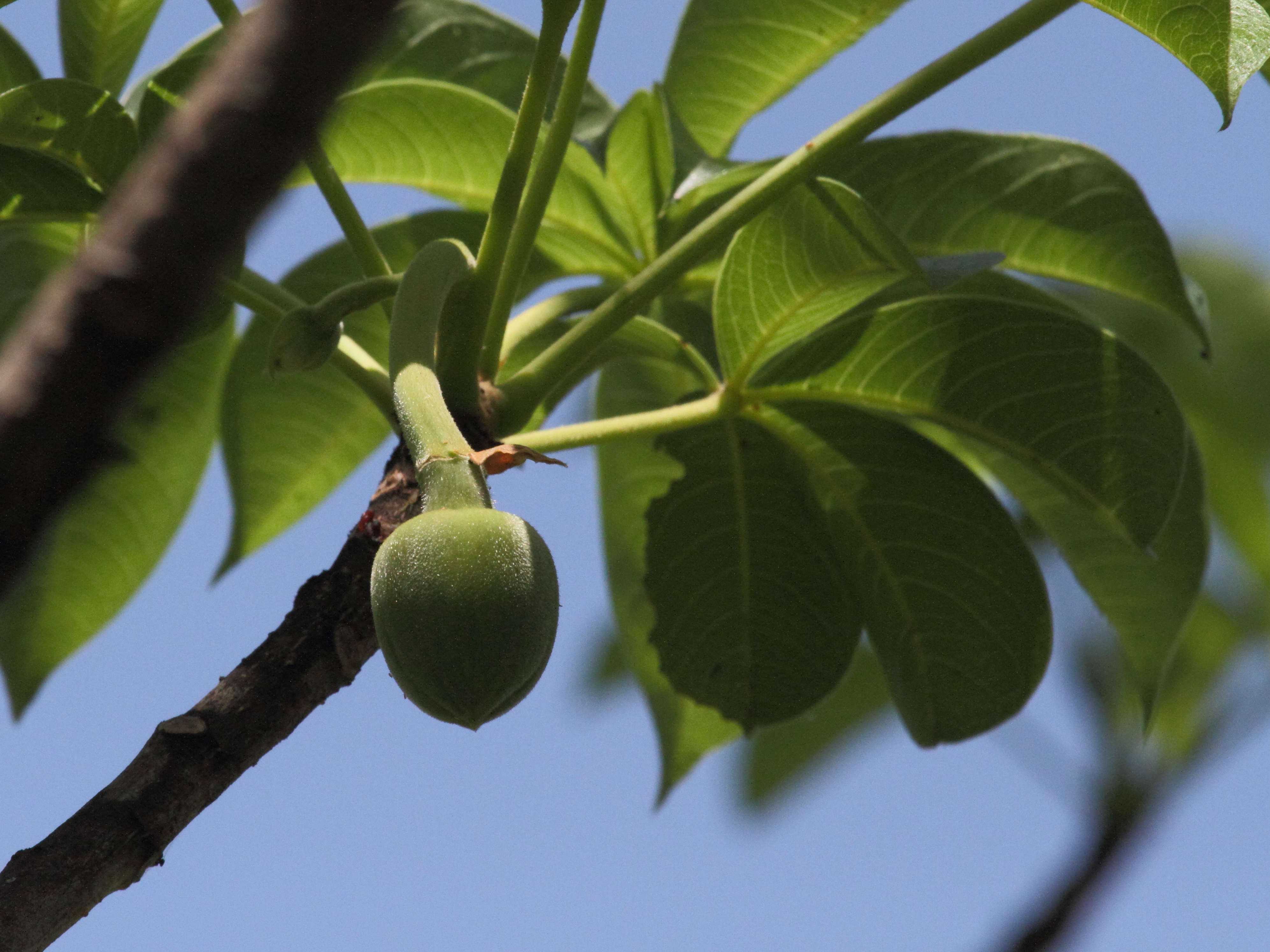 adansonia_digitata5bd