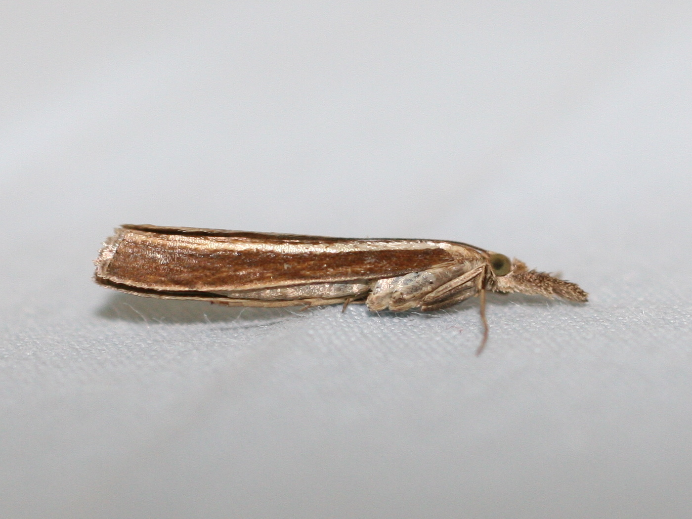 agriphila_tristella1md
