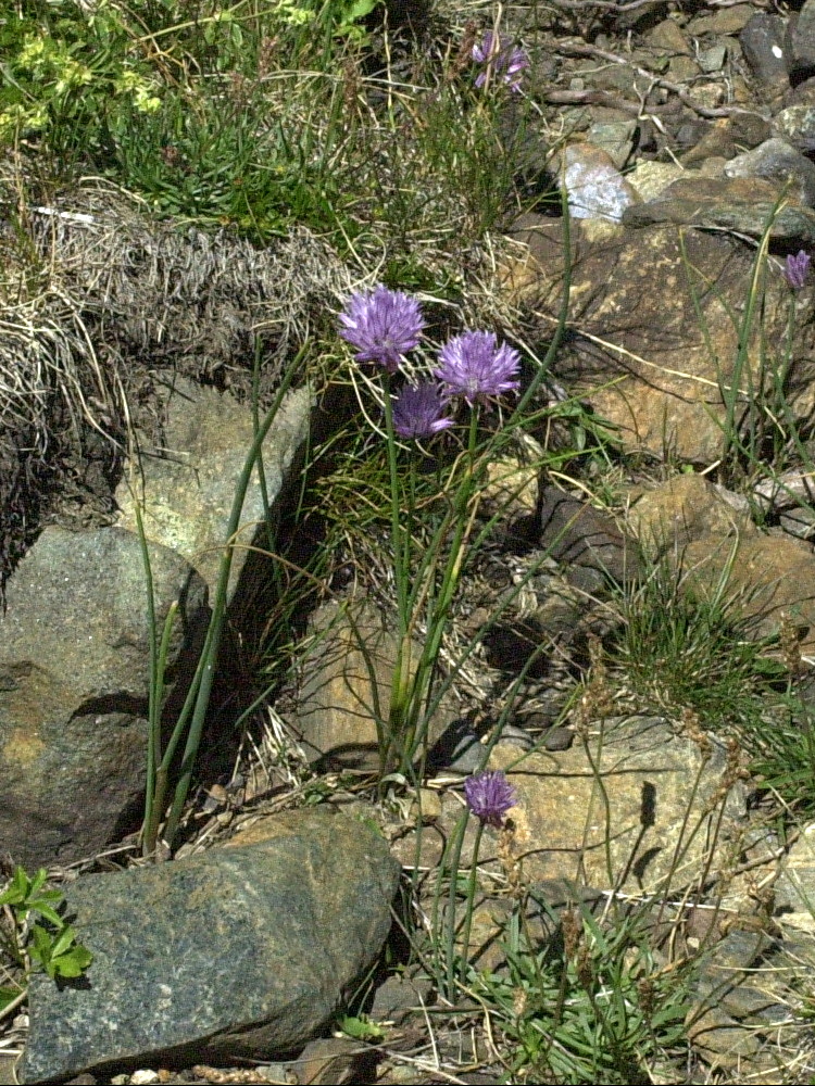 allium_schoenoprasum3amd