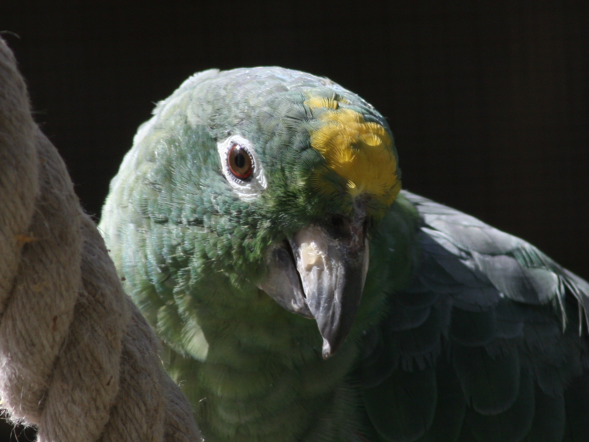 amazone_poudree_-_amazona_farinosa3md