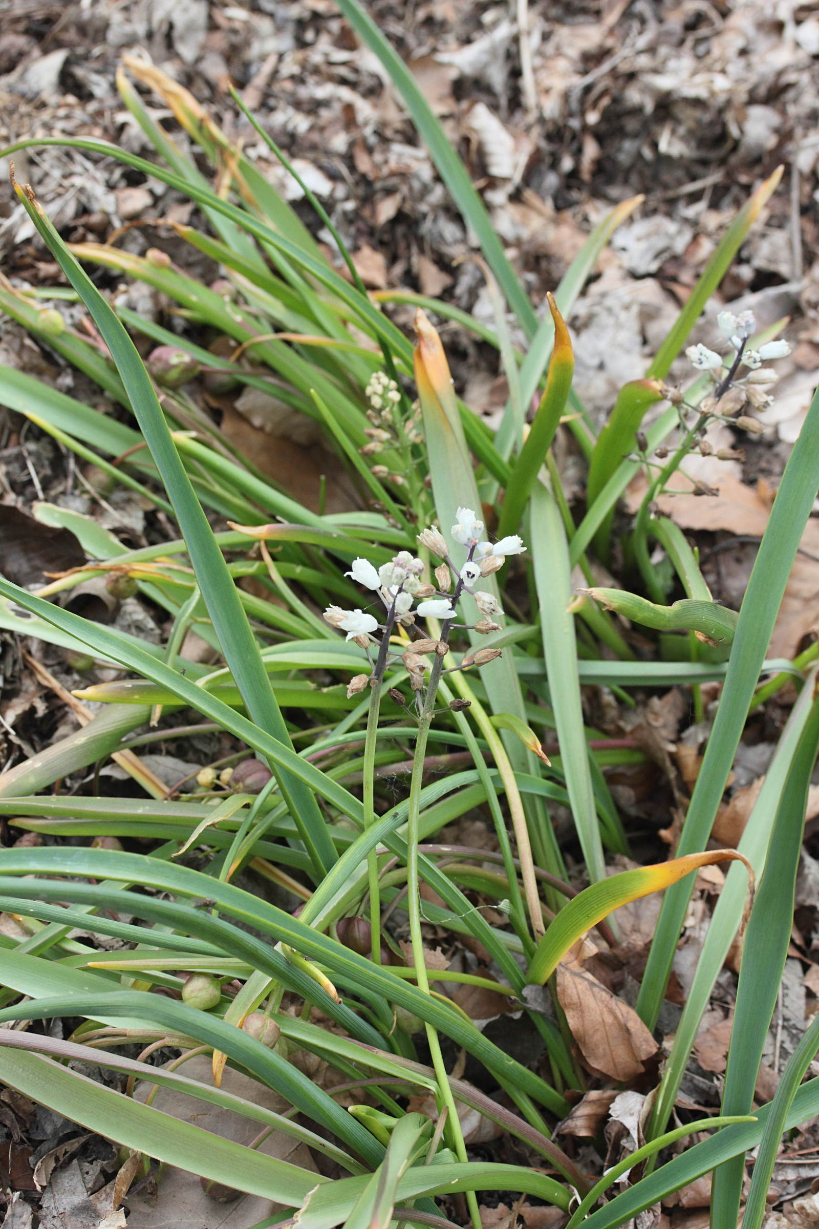 bellevalia_romana1md