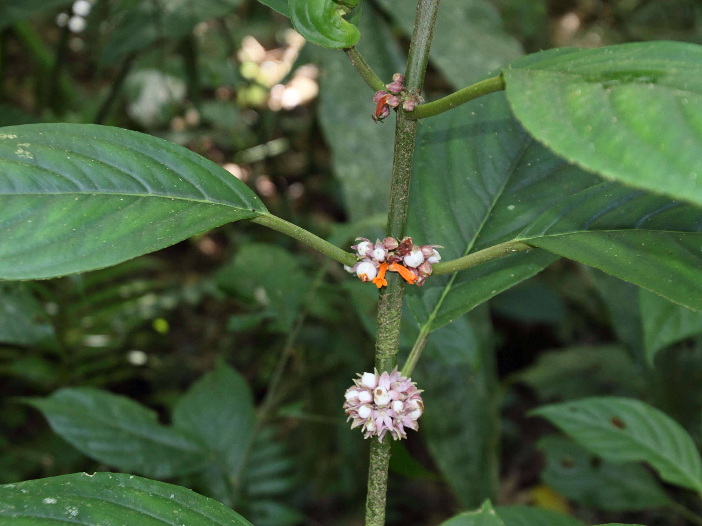 besleria_notabilis2md