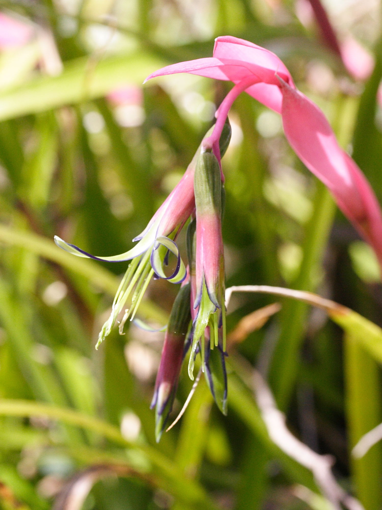 bilbergia_nutans2md