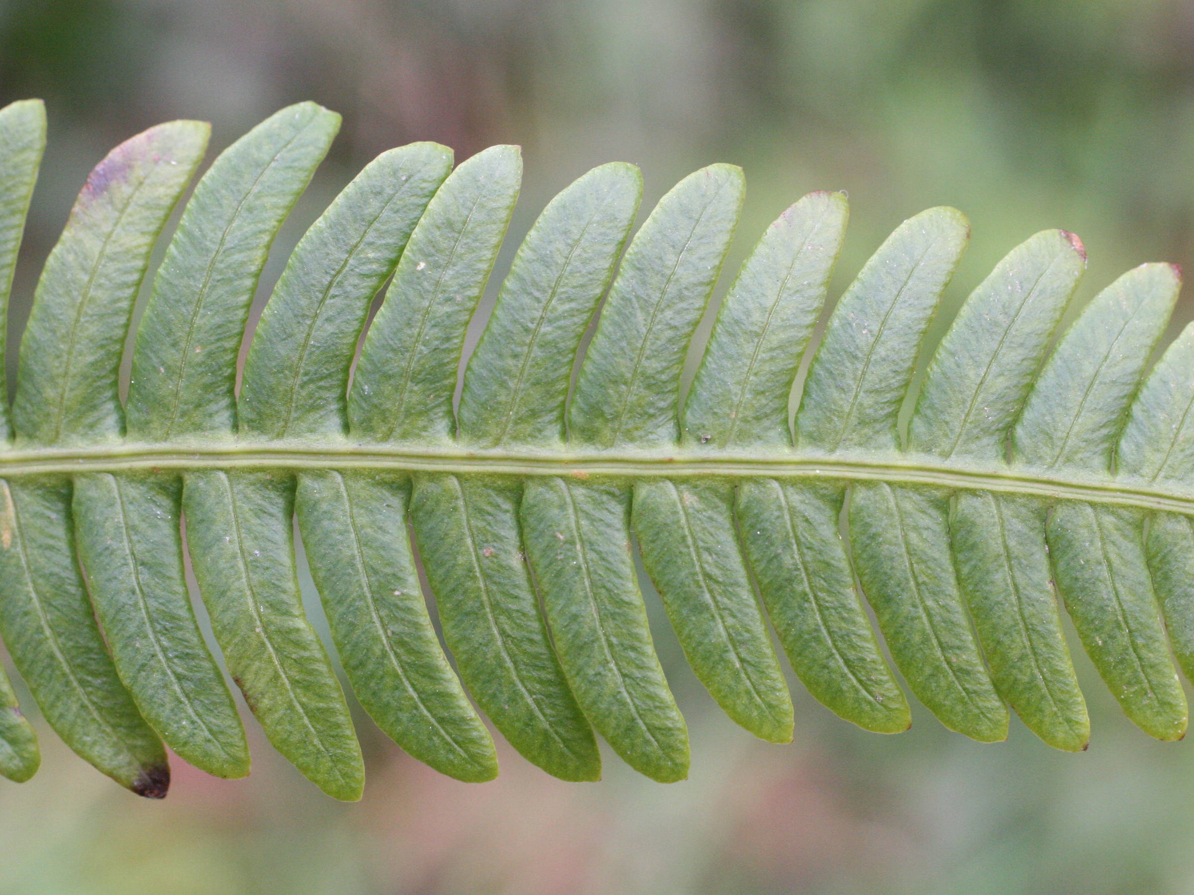 blechnum_spicant2md
