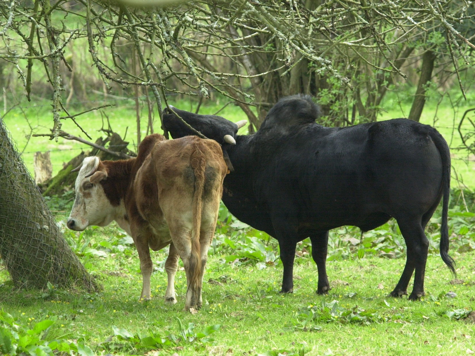 bos_taurus_indicus1md