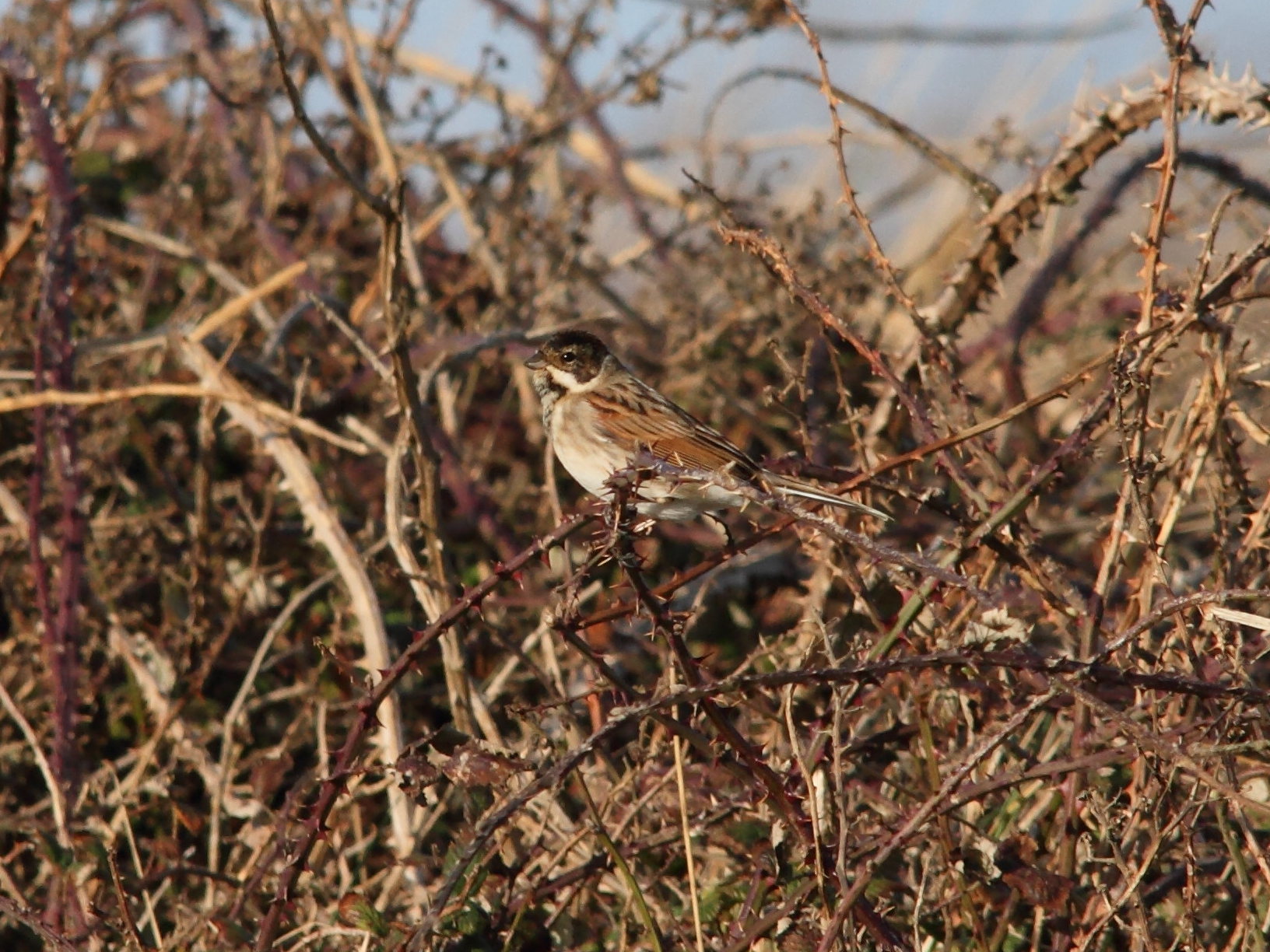 bruant_des_roseaux_-_emberiza_schoeniclus2bd