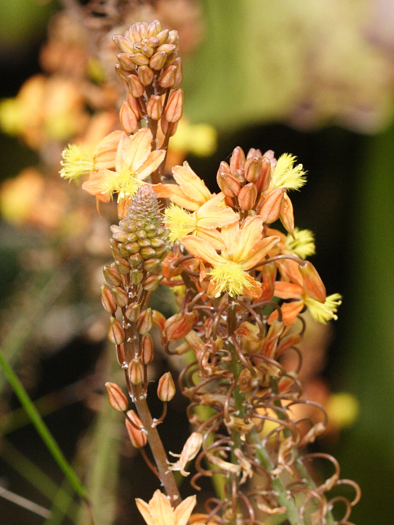 bulbine_frutescens4md