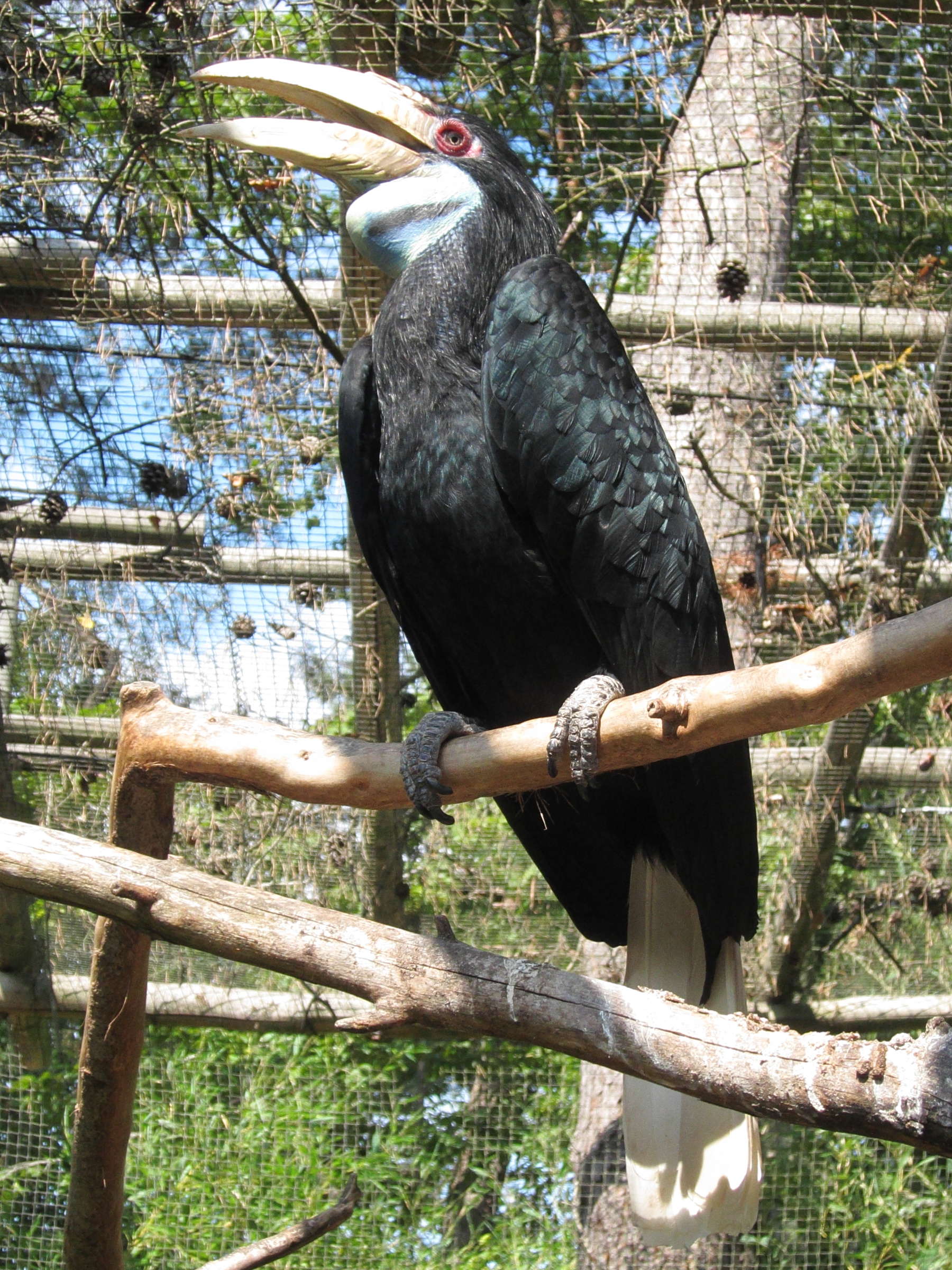 calao_festonne_-_rhyticeros_undulatus2bd