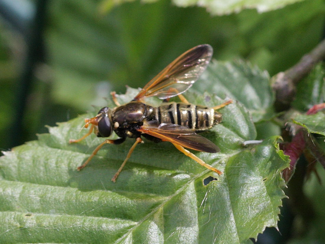 caliprobola_speciosa2bd