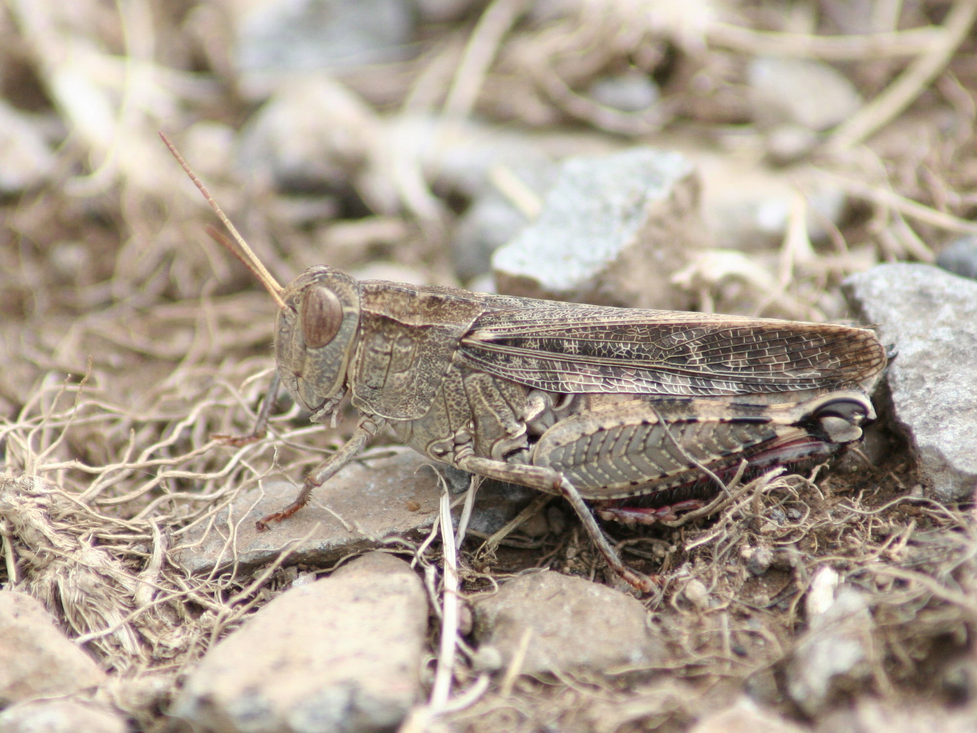 calliptamus_italicus2md