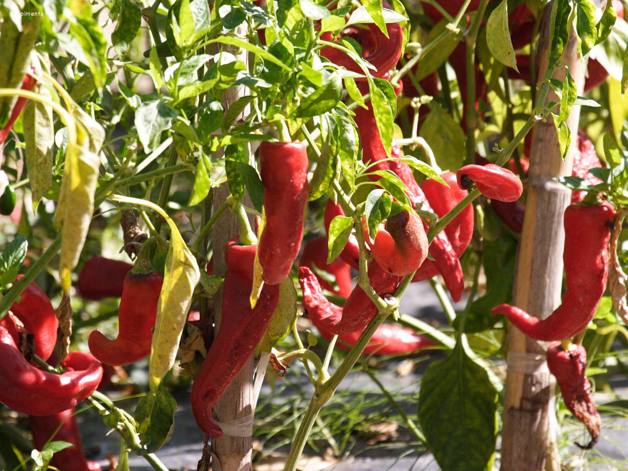capsicum_annuum5bd