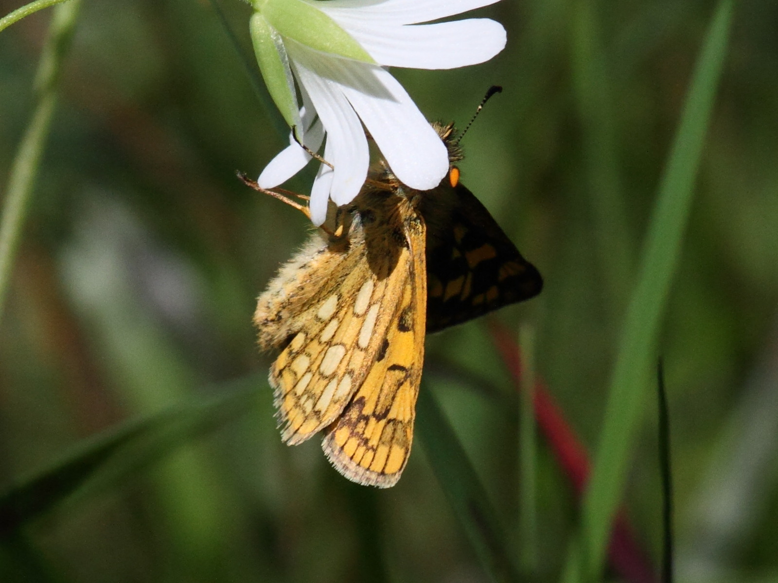 carterocephalus_palaemon2bd