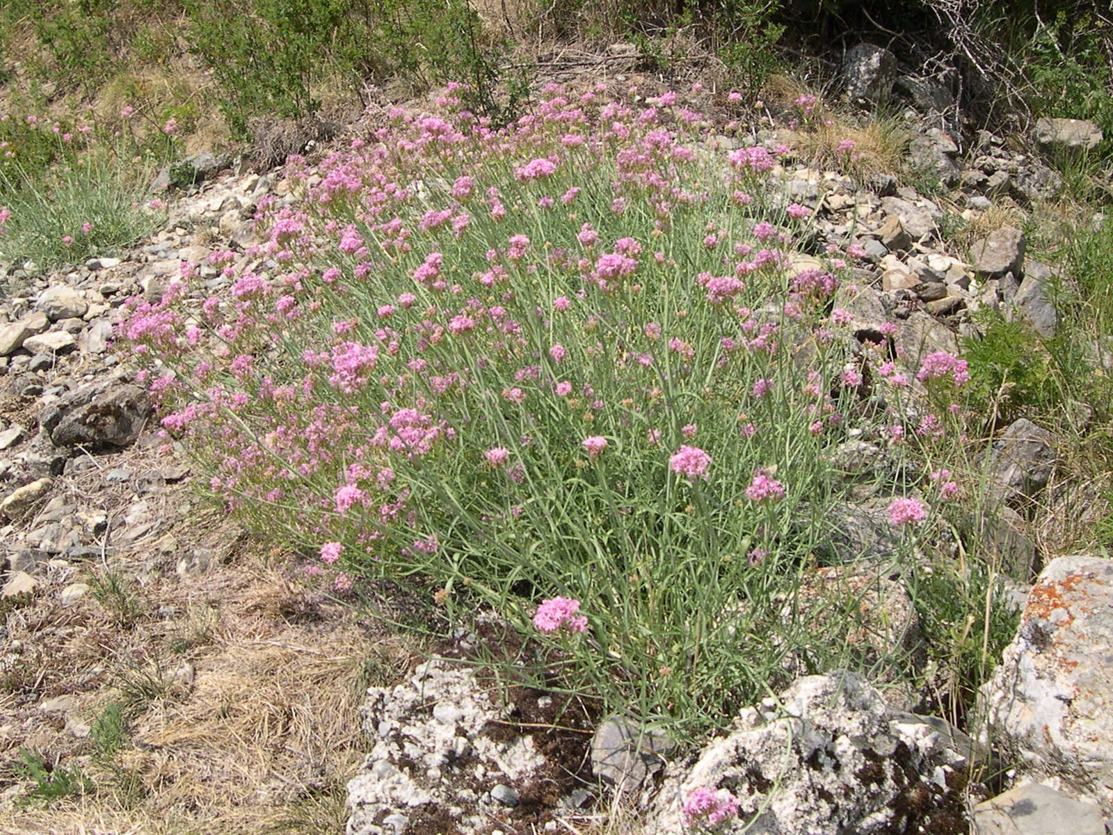 Afficher le média centranthus_angustifolius1md centranthus_angustifolius1md