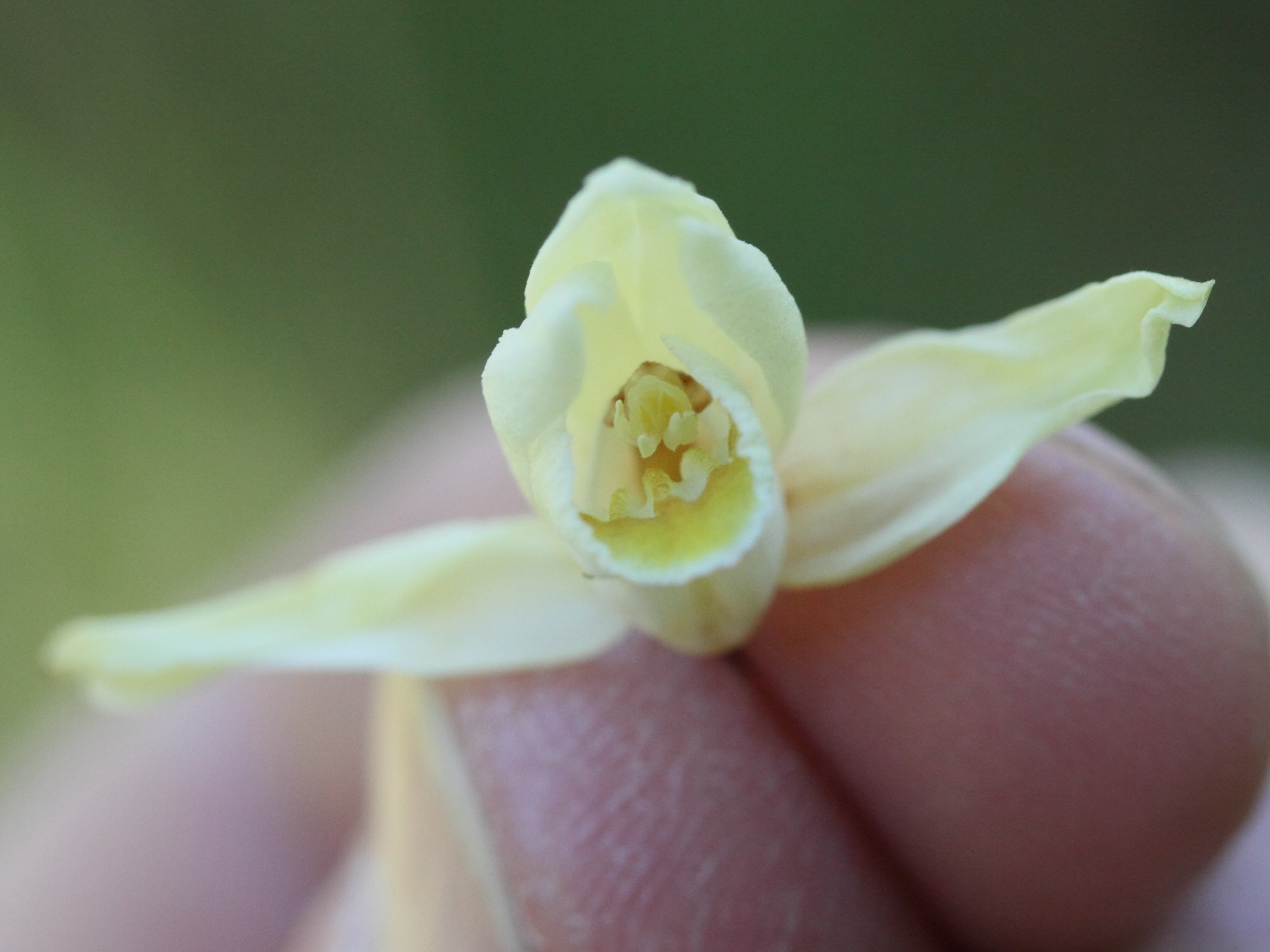 Afficher le média cephalanthera_damasonium2md cephalanthera_damasonium2md