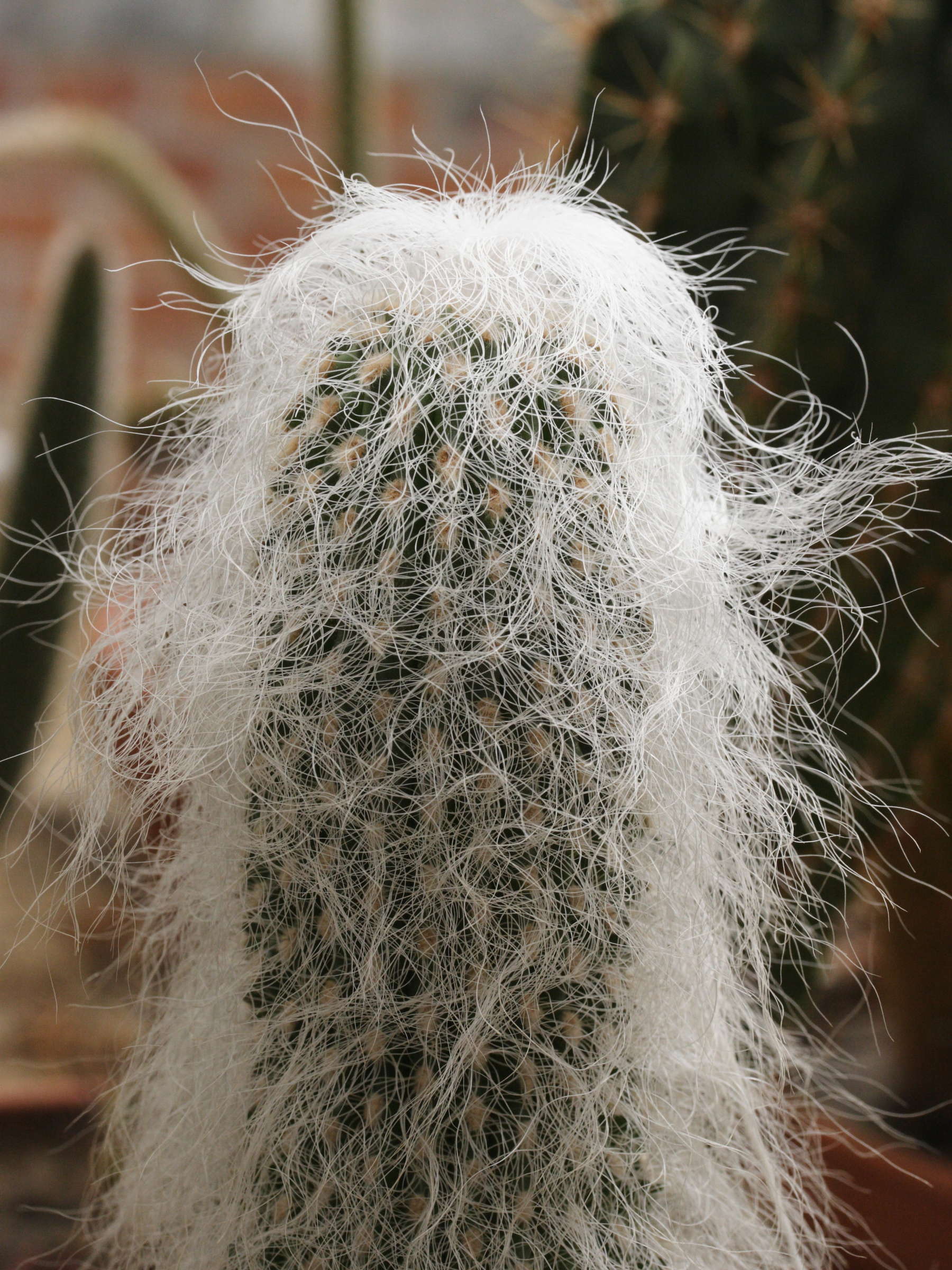 Afficher le média cephalocereus_senilis2md cephalocereus_senilis2md