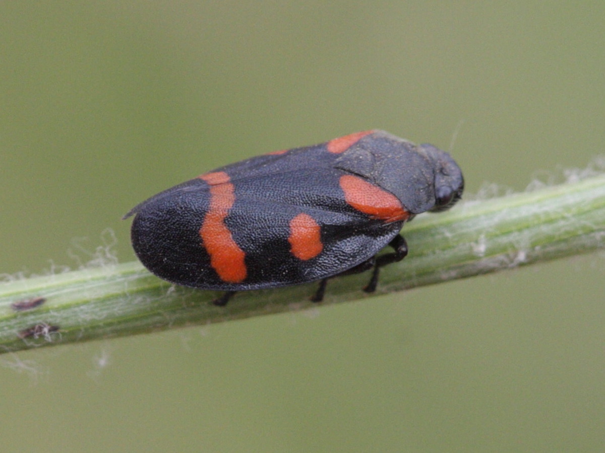 cercopis_sanguinolenta1bd