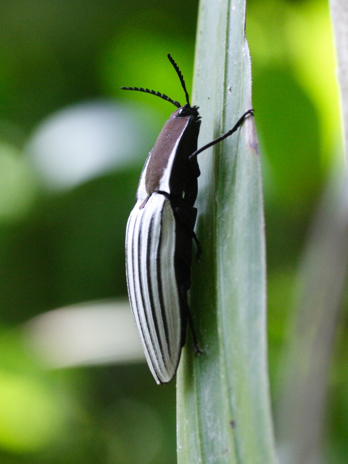 chalcolepidius_sulcatus2md