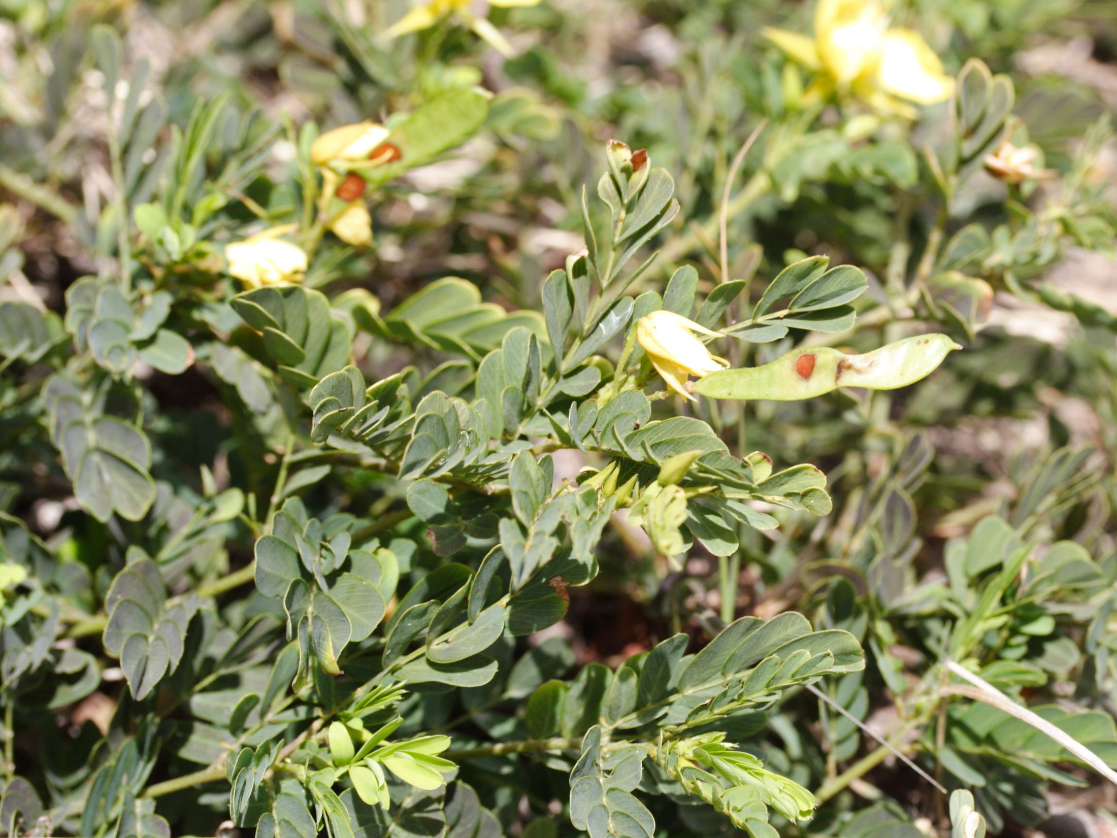 chamaecrista_glandulosa_swartzii5md