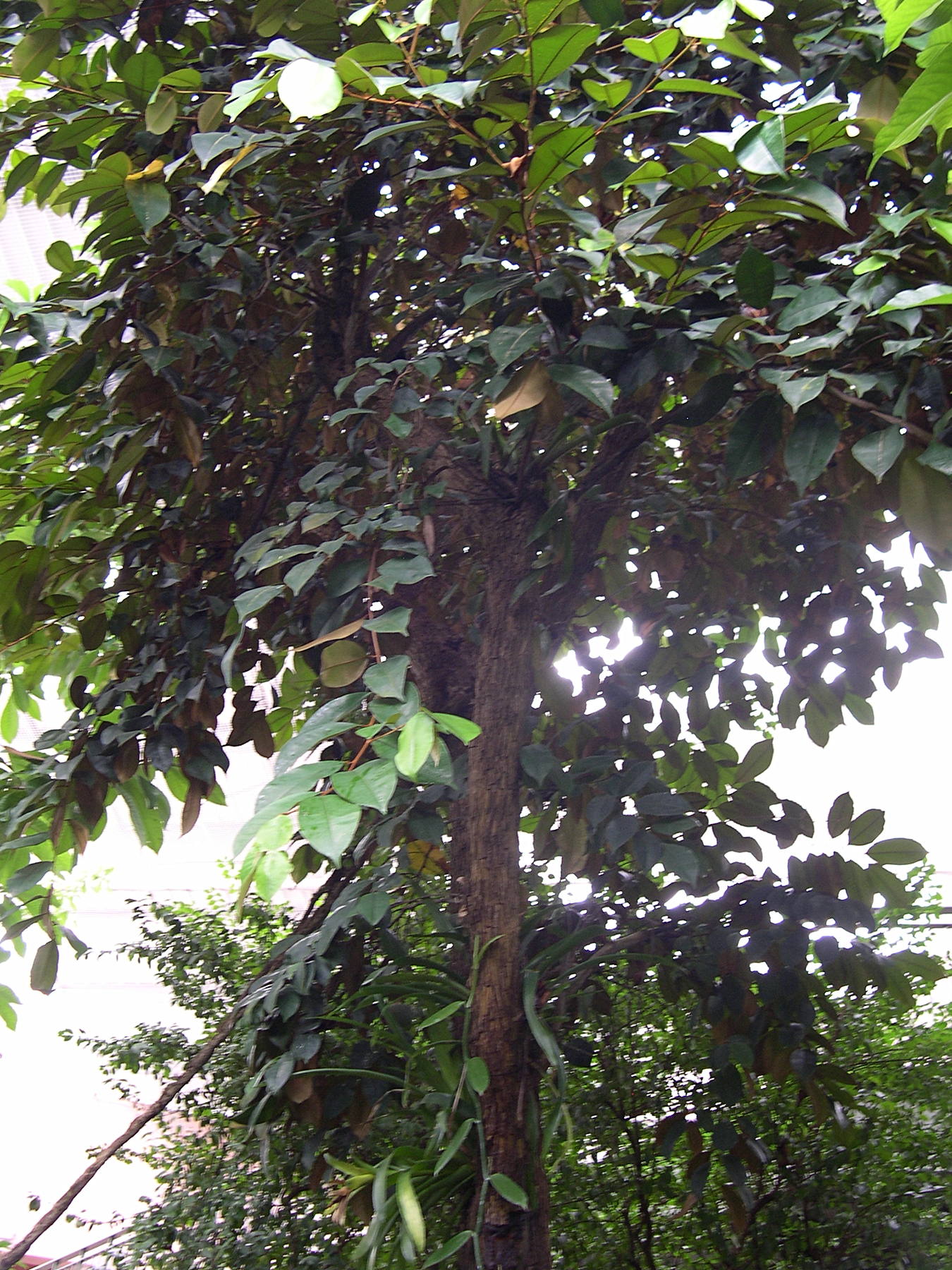 chrysophyllum_cainito1md