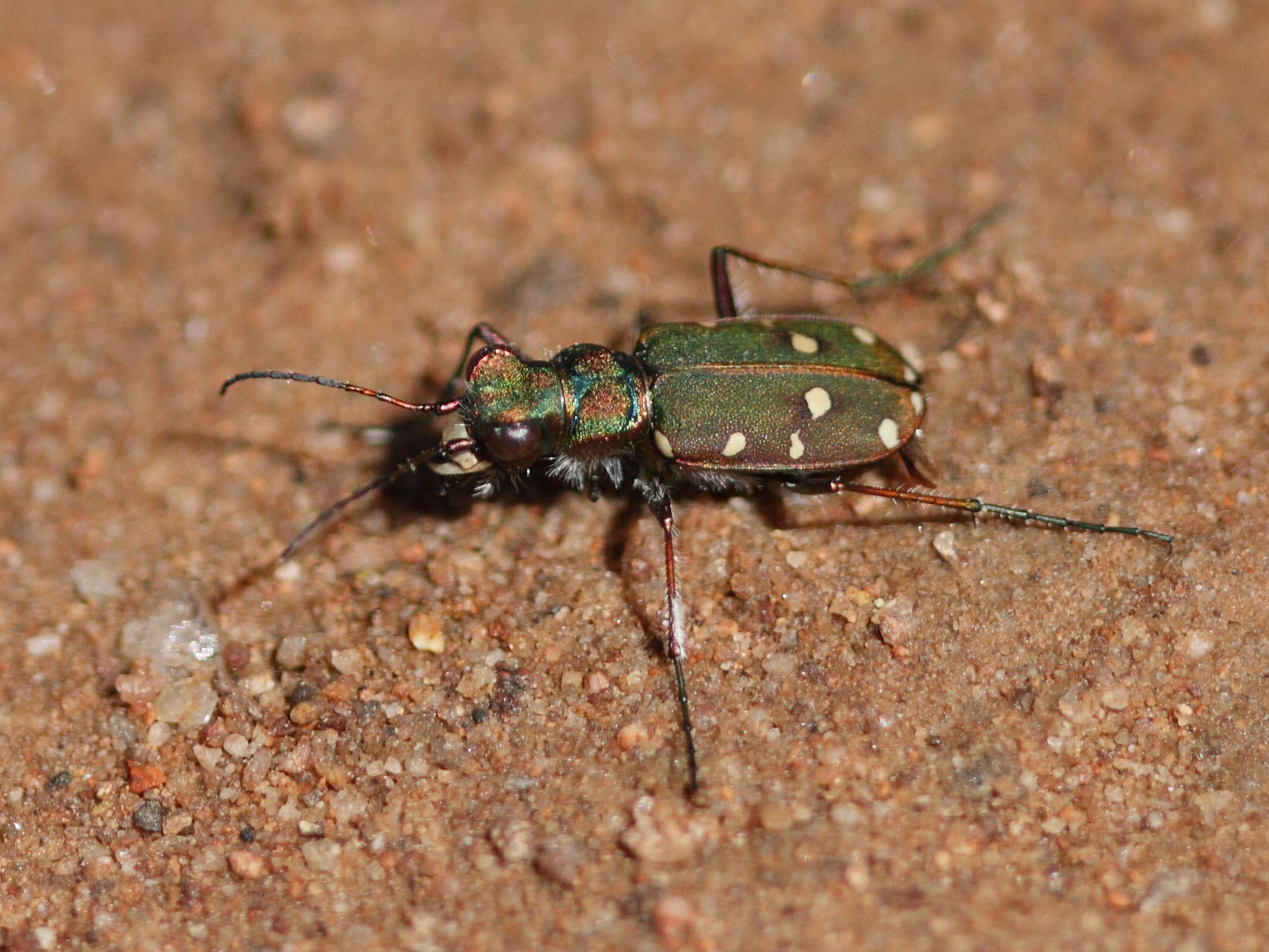 cicindela_campestris2bd