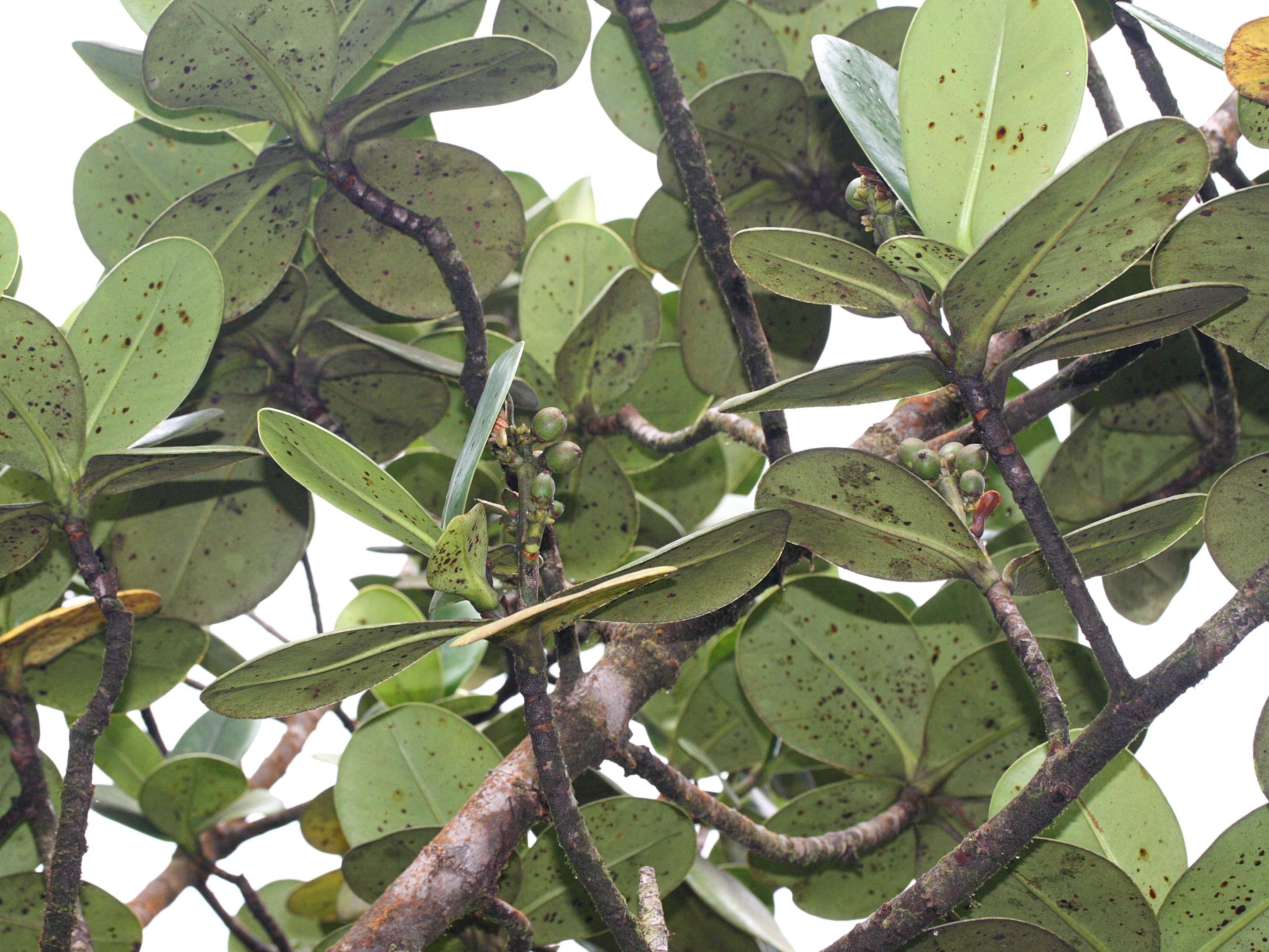 Afficher le média clusia_mangle3md clusia_mangle3md