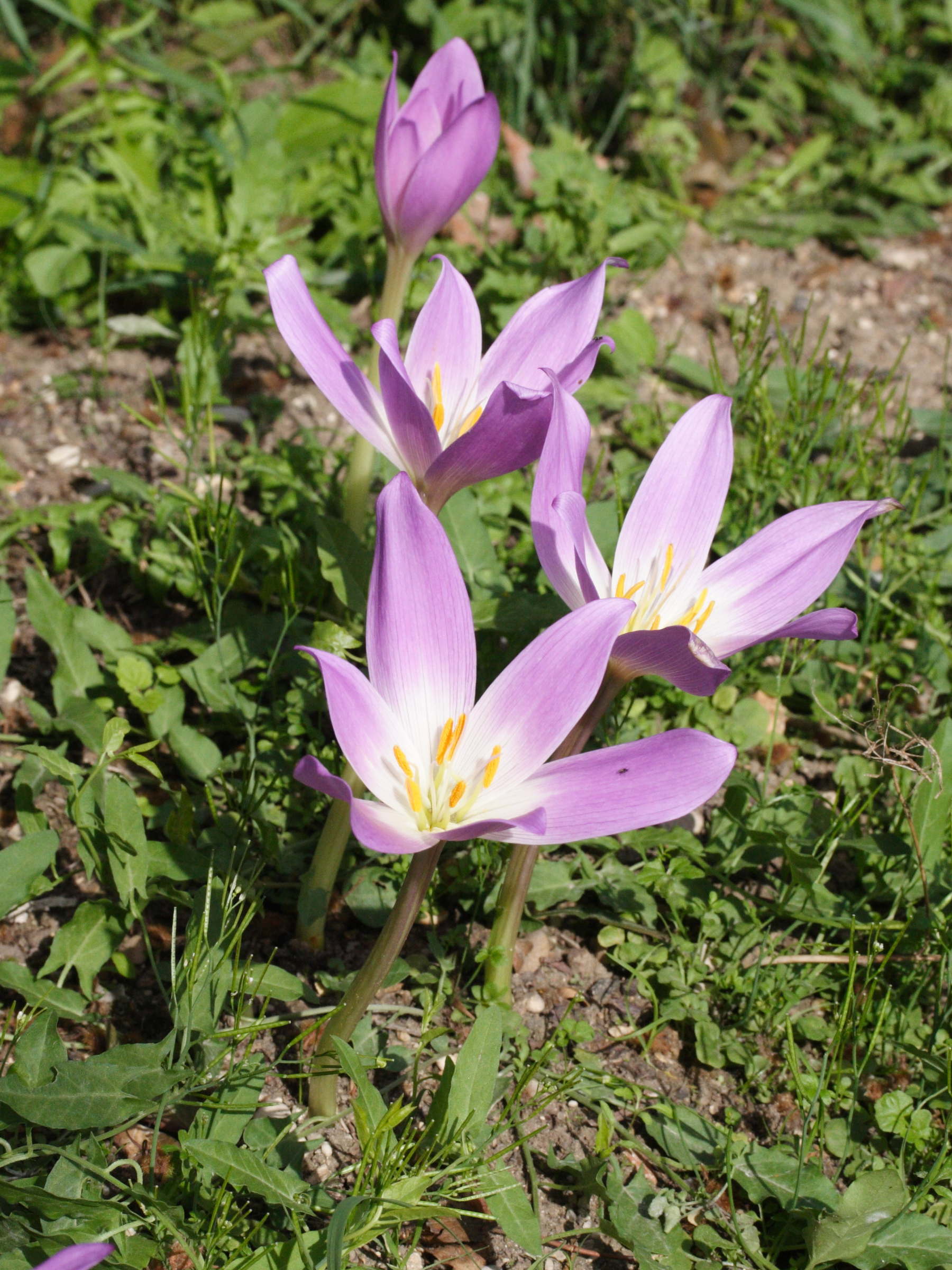 colchicum_speciosum1md